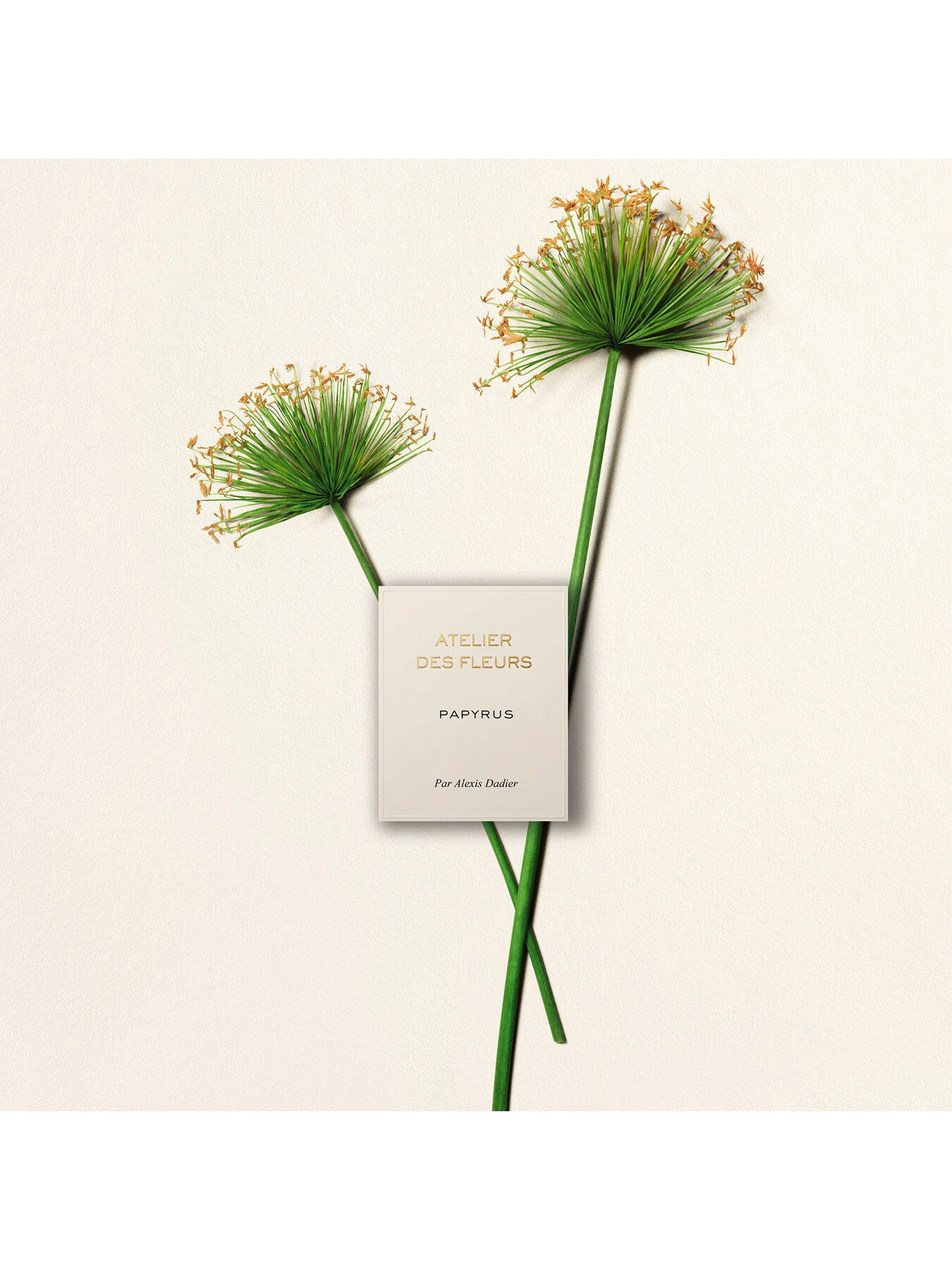 Atelier Des Fleurs Papyrus Eau de Parfum 50ml