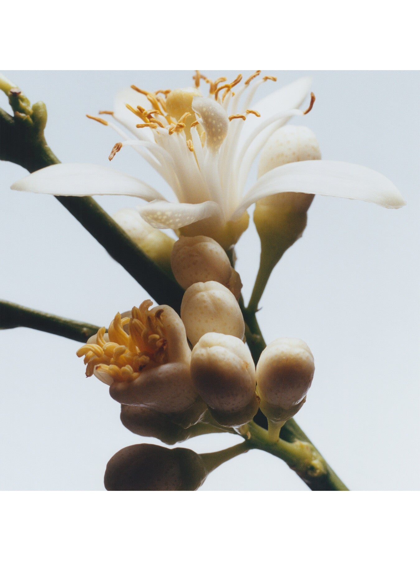 Orange Blossom Home Candle 200g