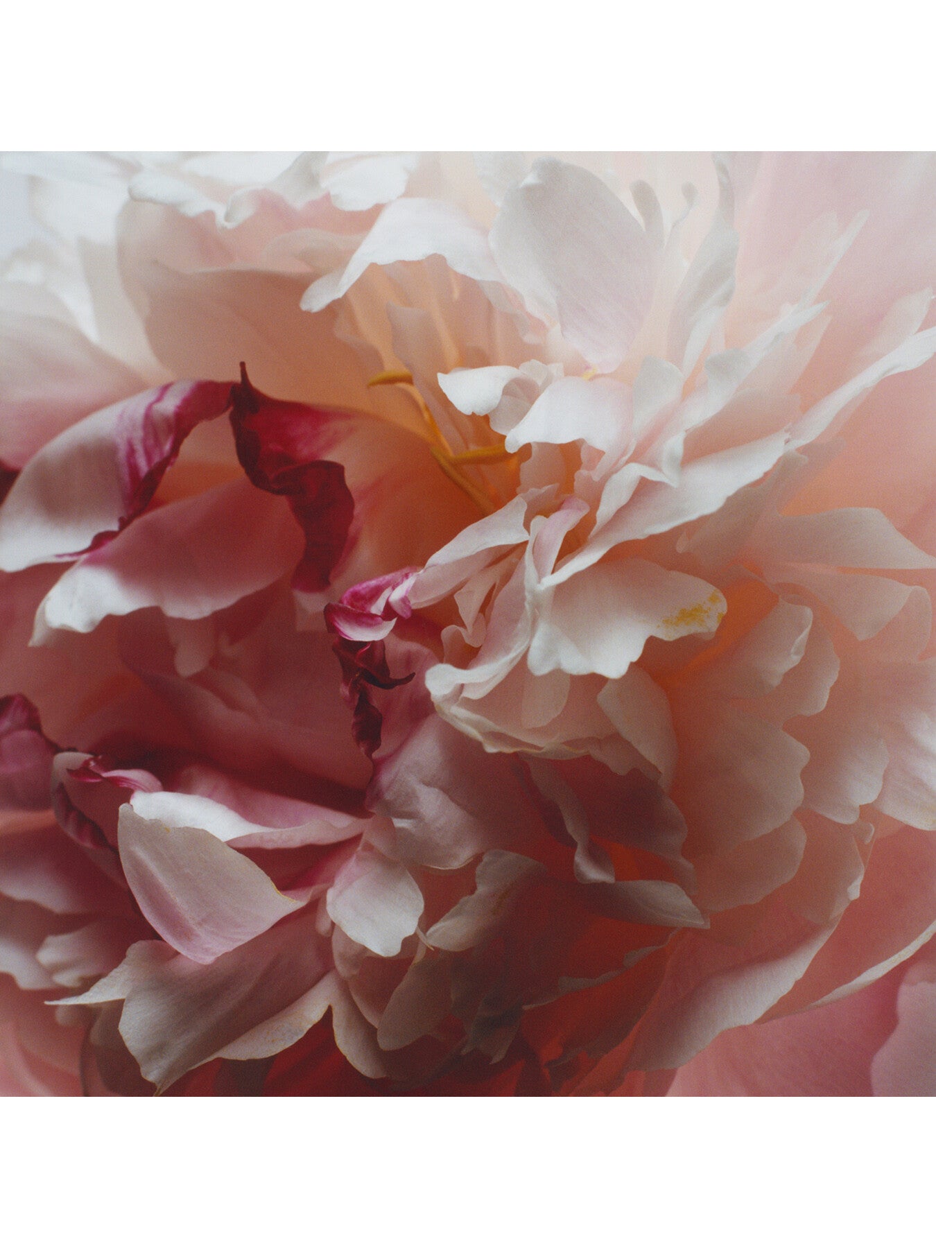 Peony and Blush Suede Home Candle 200g