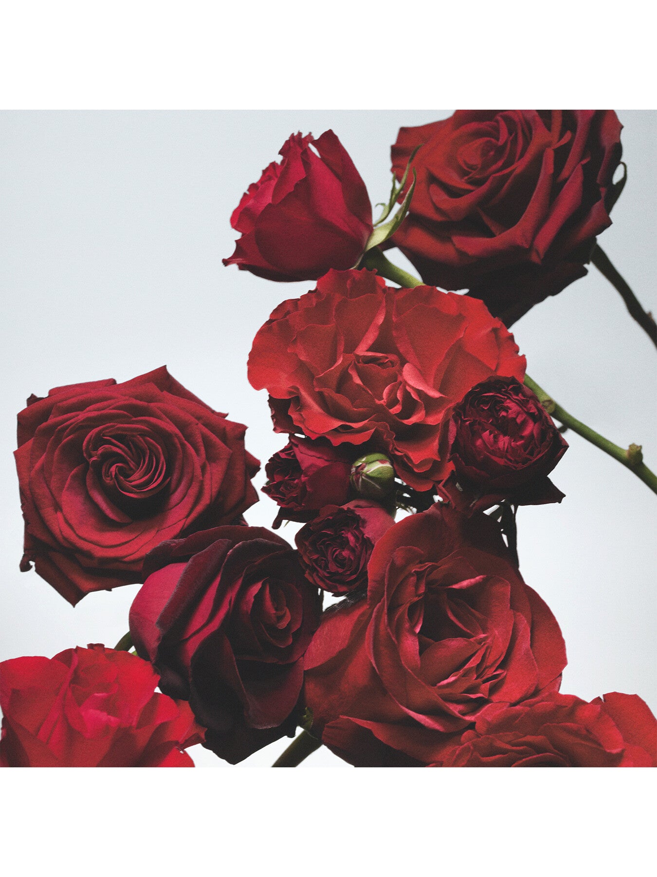 Jo Malone London Red Roses Body and Hand Lotion 250ml