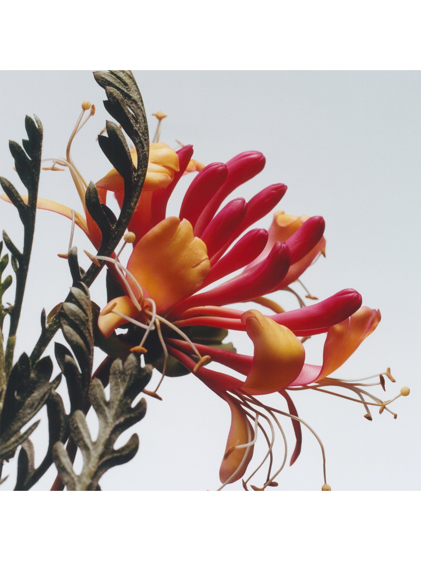 Honeysuckle and Davana Cologne 30ml