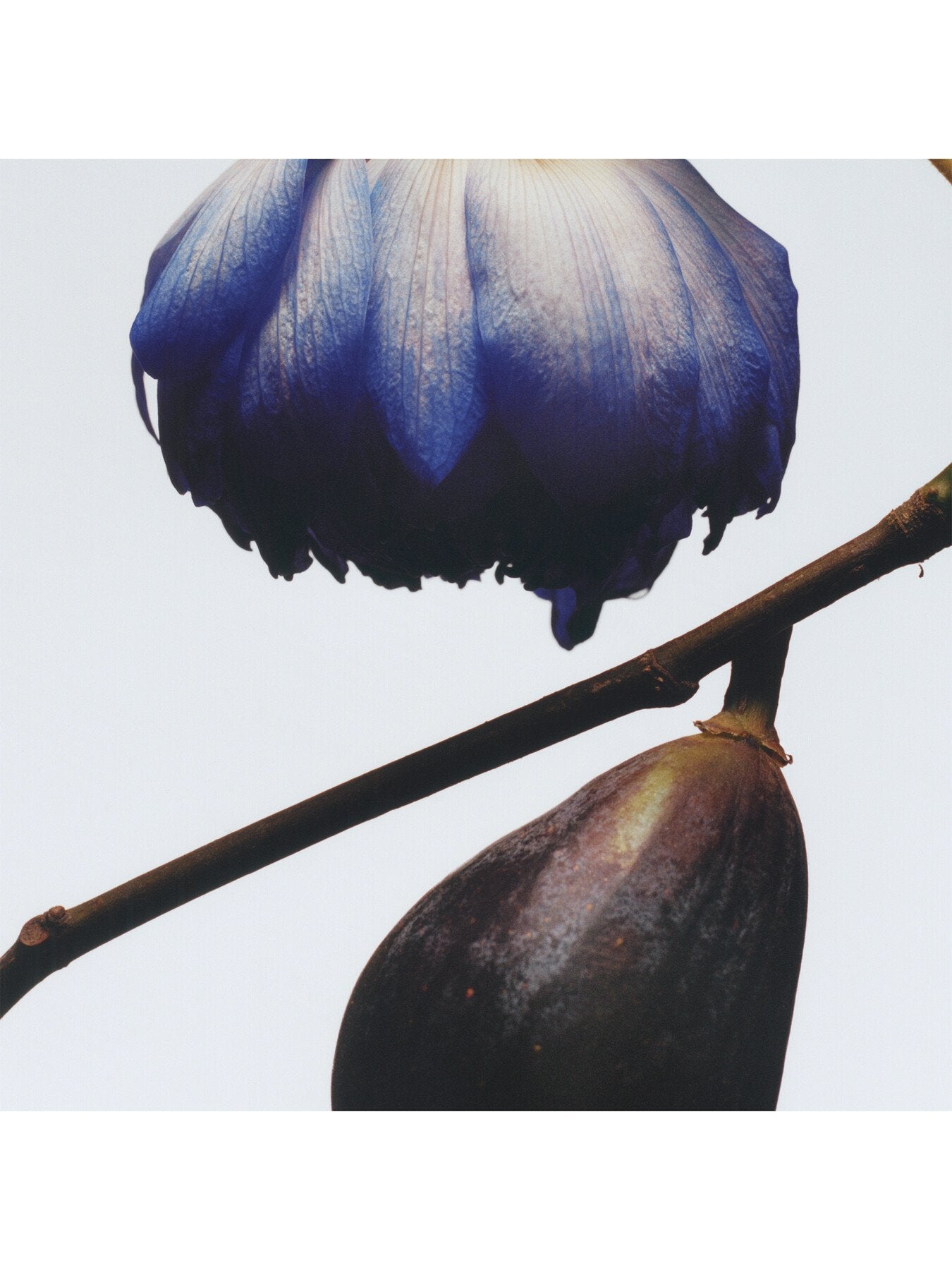 Fig & Lotus Flower Cologne 30ml