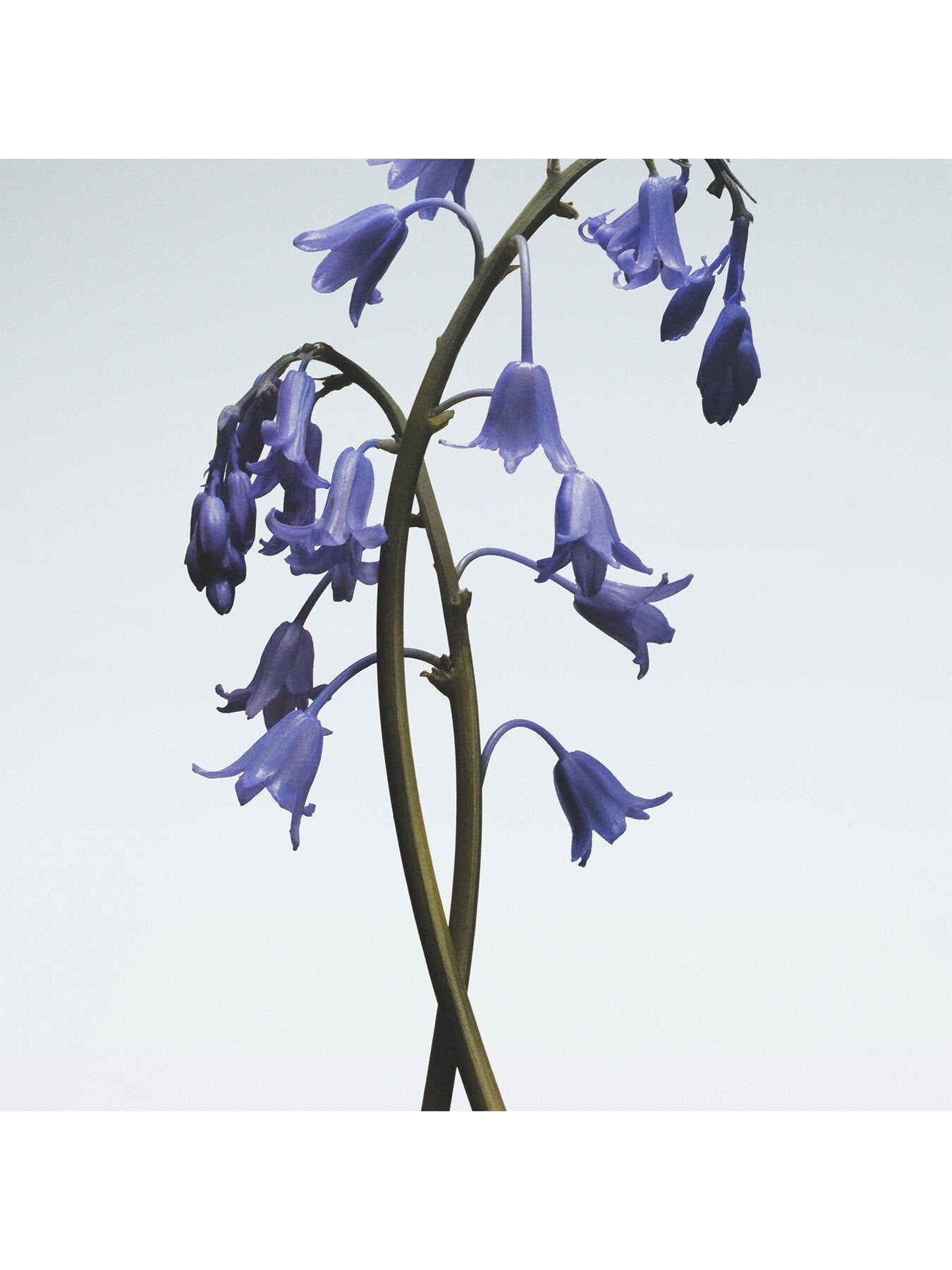 Wild Bluebell Body & Hand Wash
