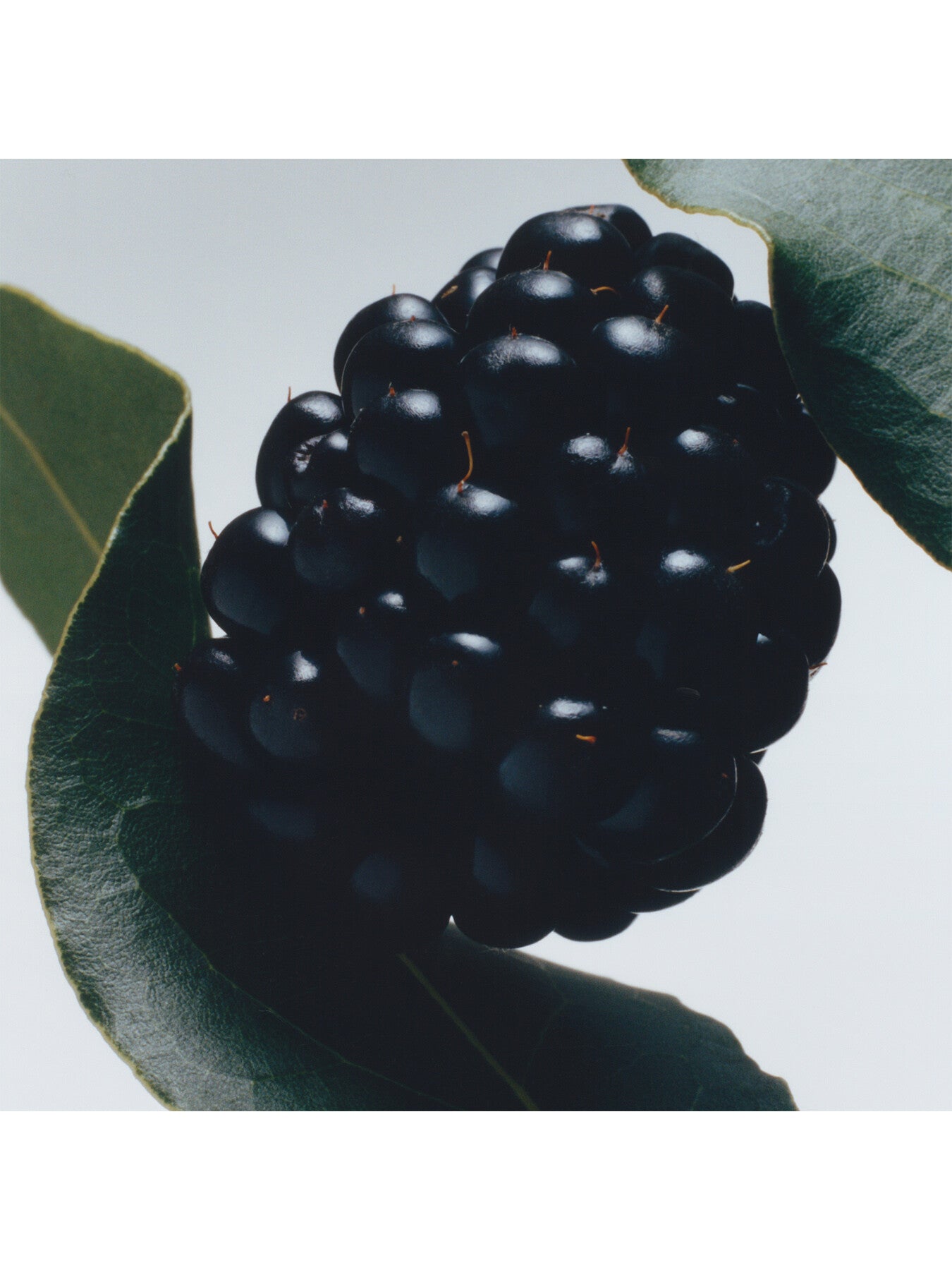 Blackberry & Bay Body & Hand Wash