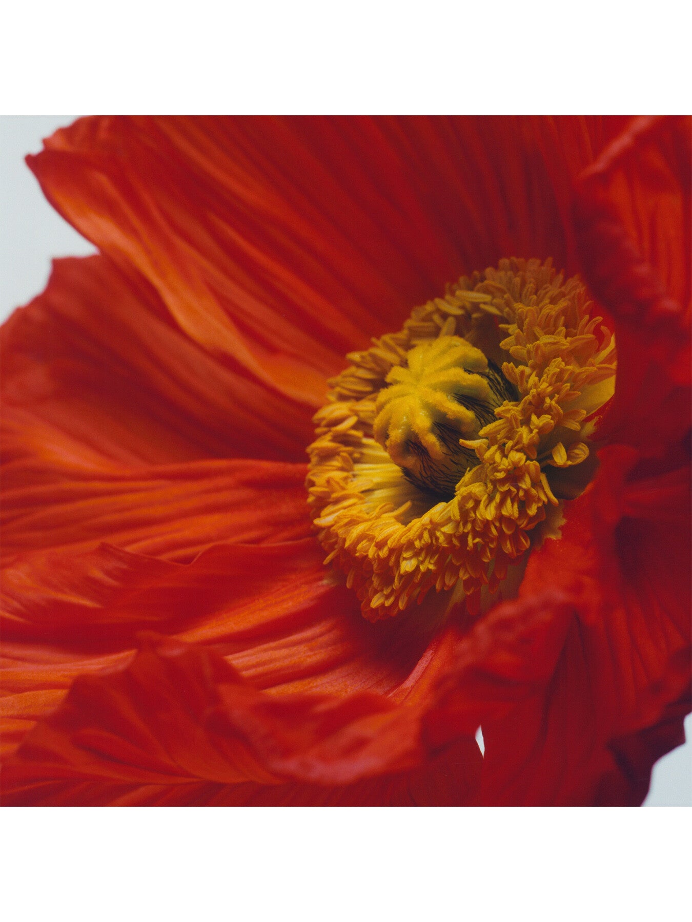 Scarlet Poppy Cologne Intense 50ml