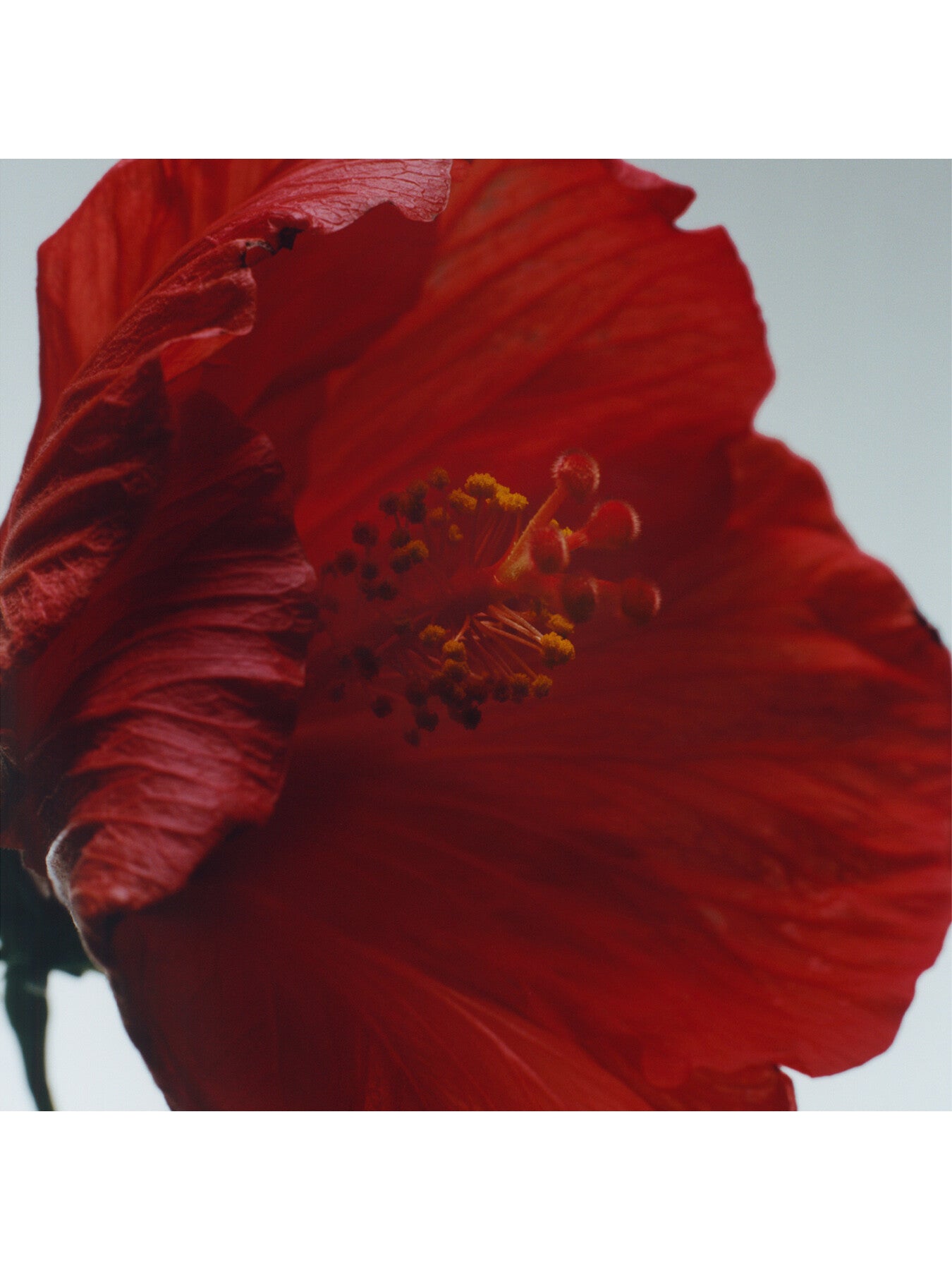 Red Hibiscus Cologne Intense 9ml