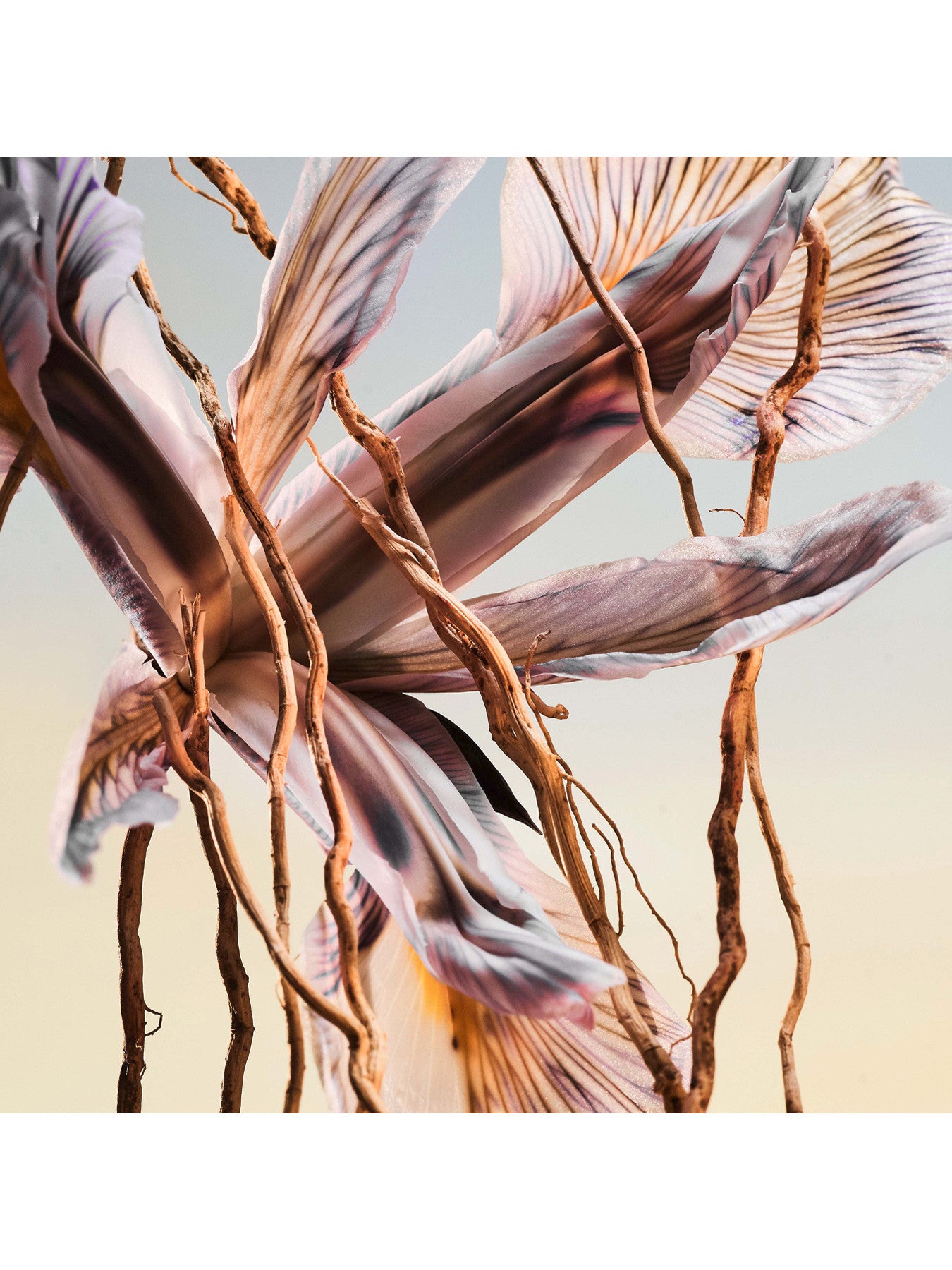 MAN Terrae Essence Eau De Parfum 60ml