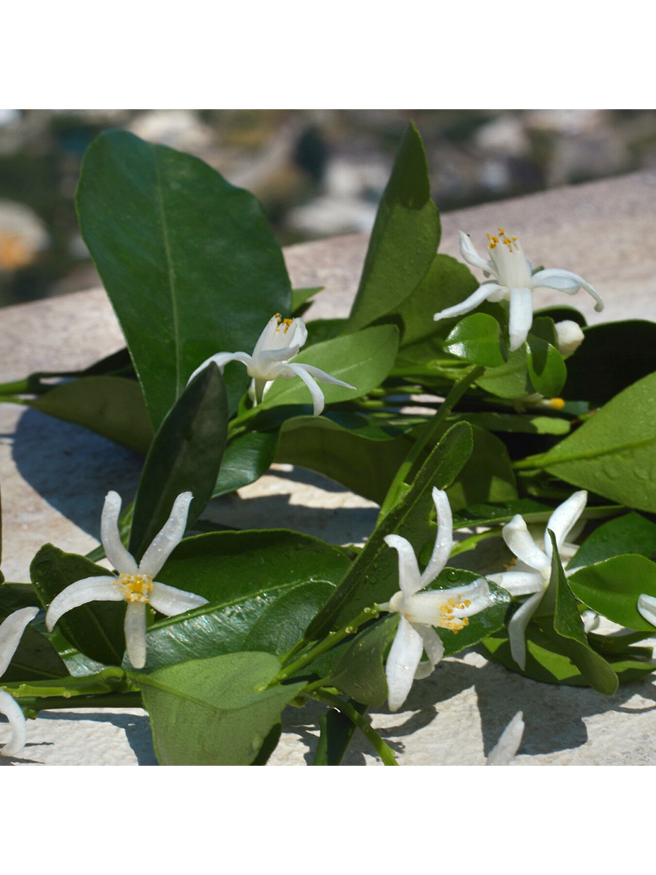 Devotion Eau de Parfum 30ml