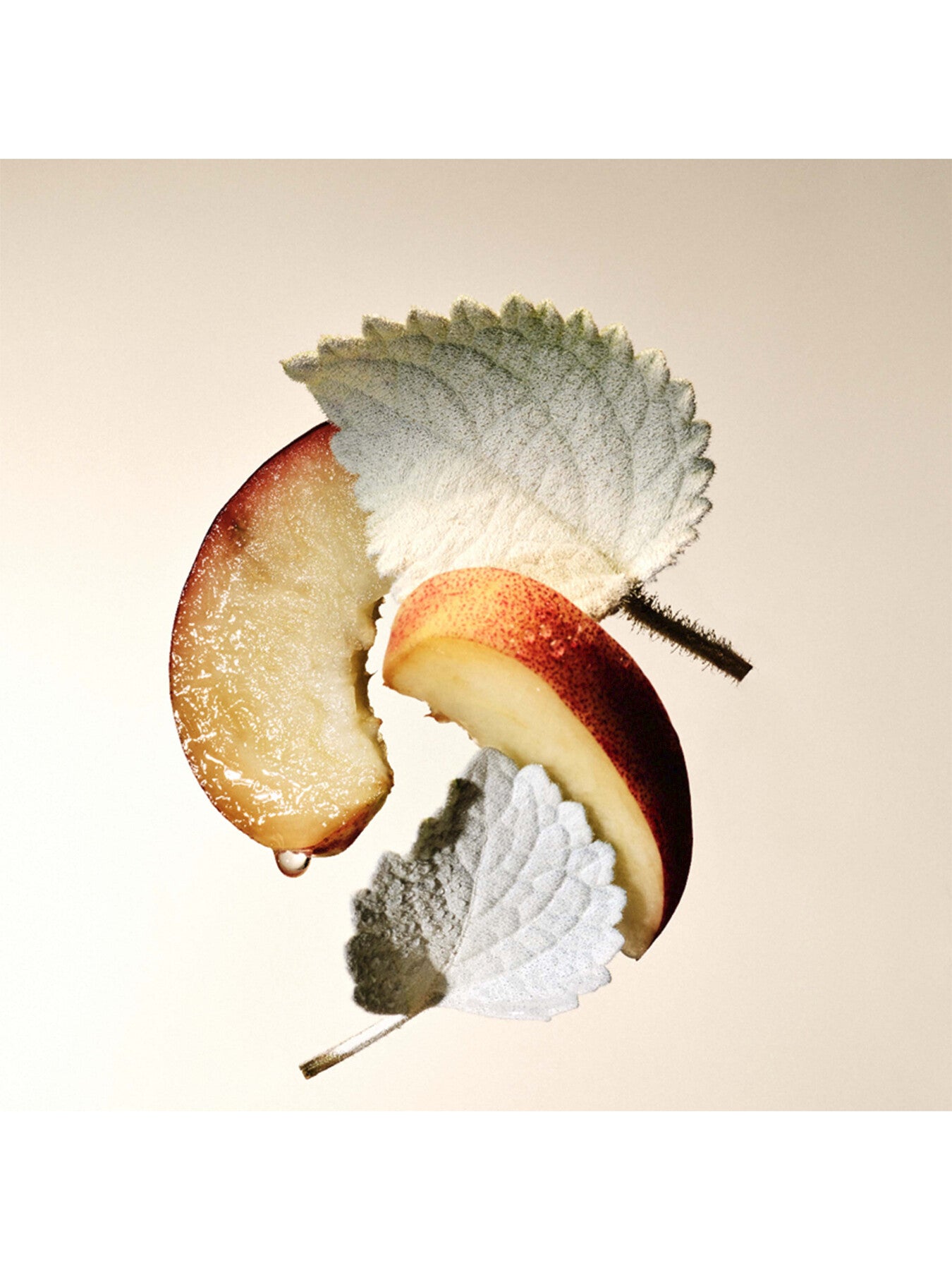 Splendida Patchouli Tentation Eau de Parfum 50ml