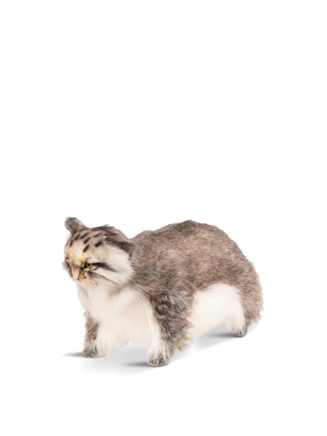 Pallas Cat Standing