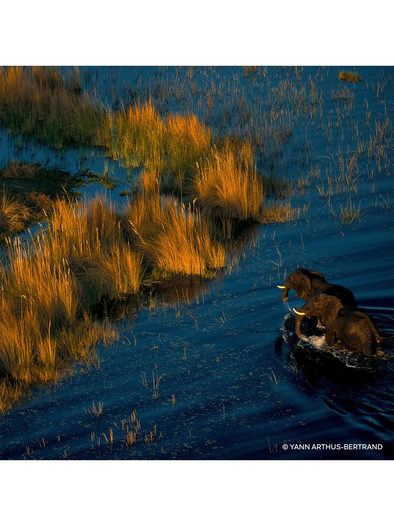 Aqua Allegoria Forte Mandarine Basilic Eau de Parfum Refill