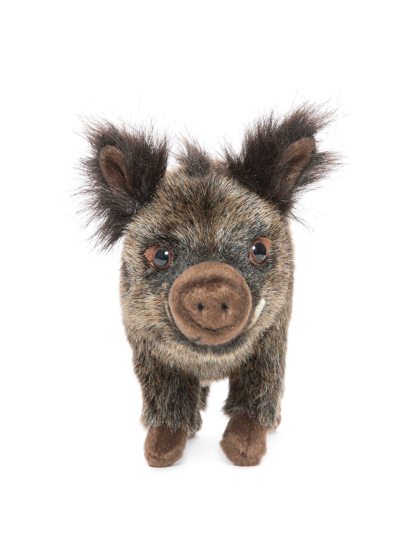 Wild Boar