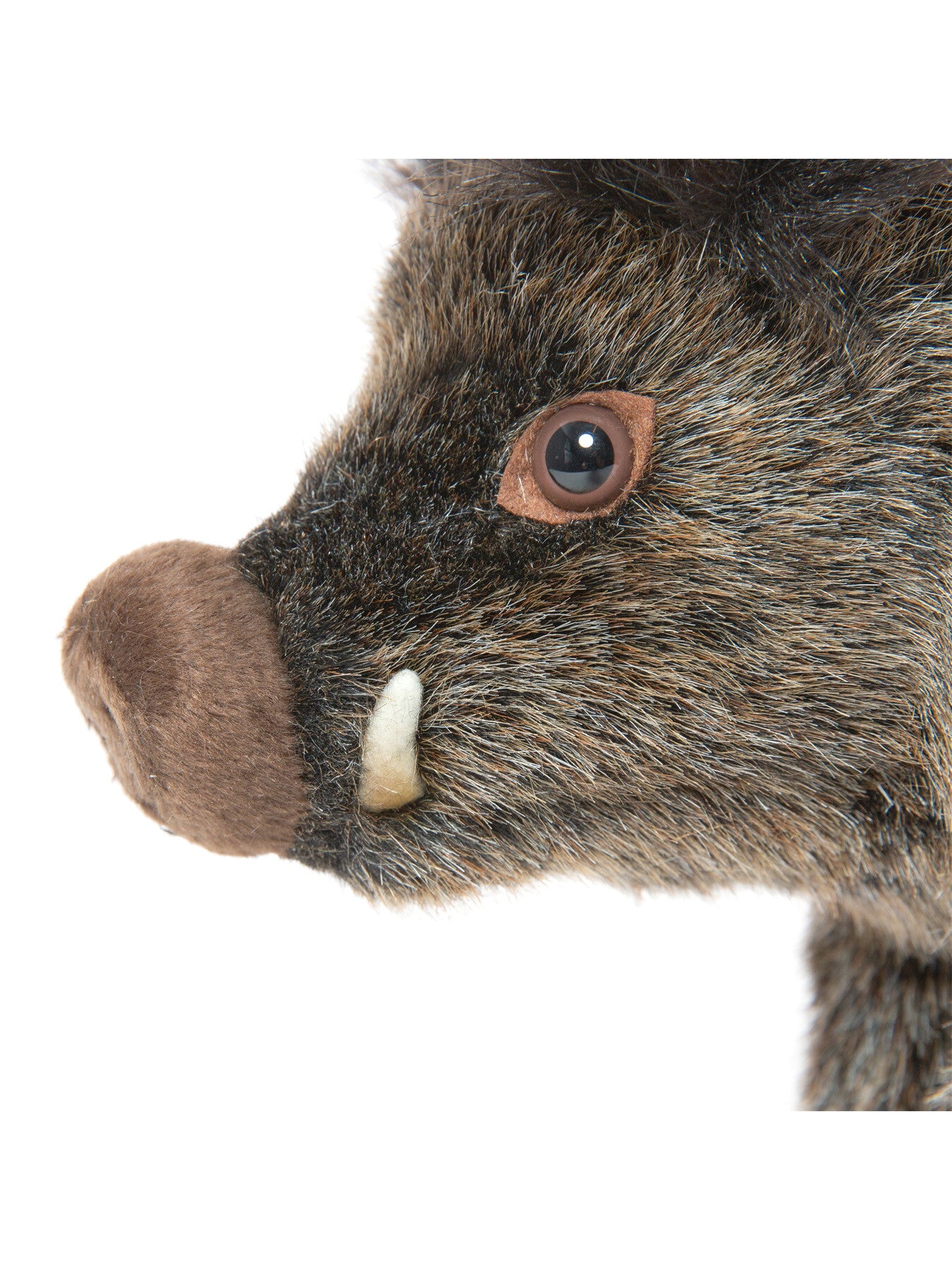 Wild Boar