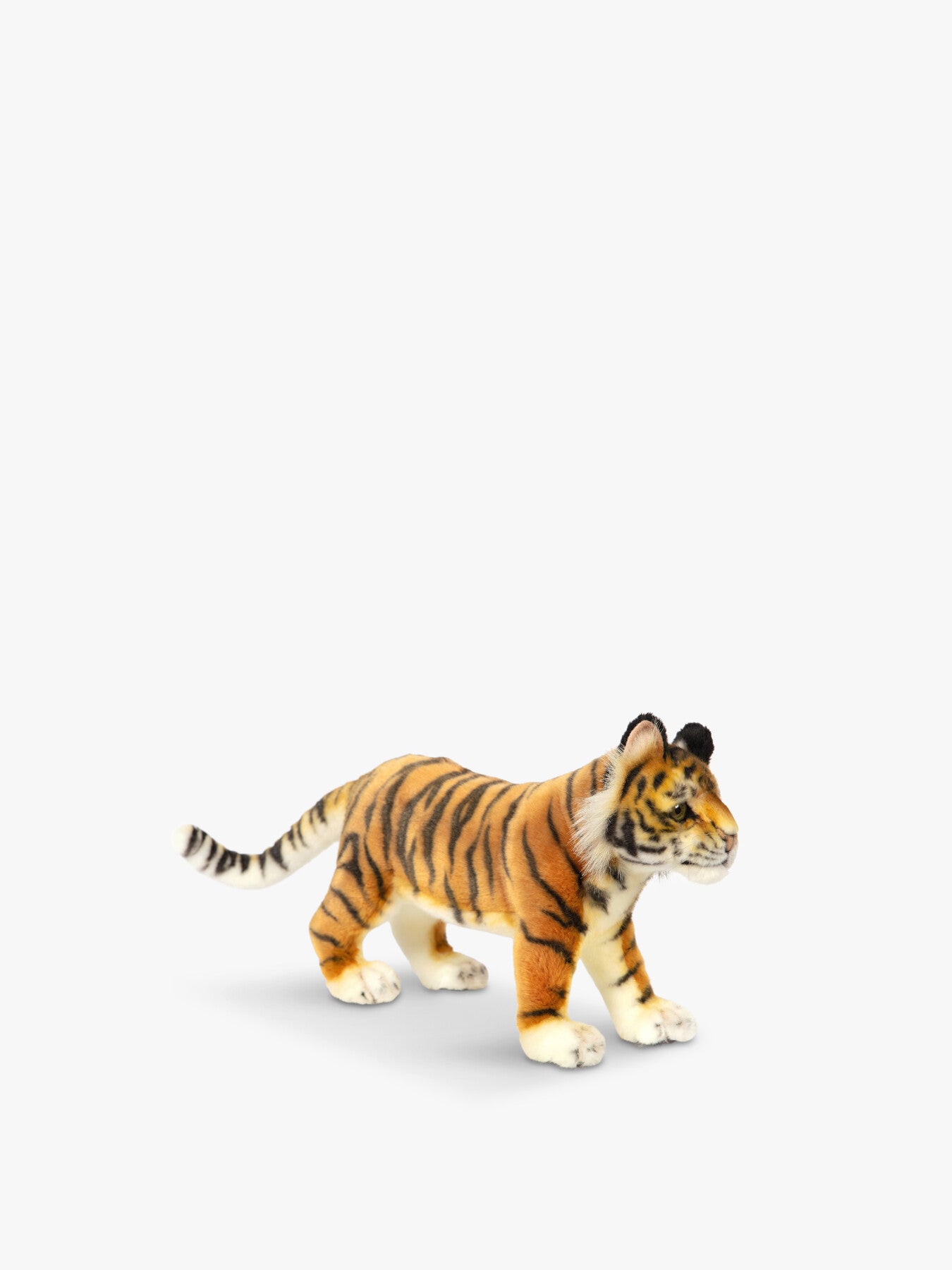 Amur Tiger