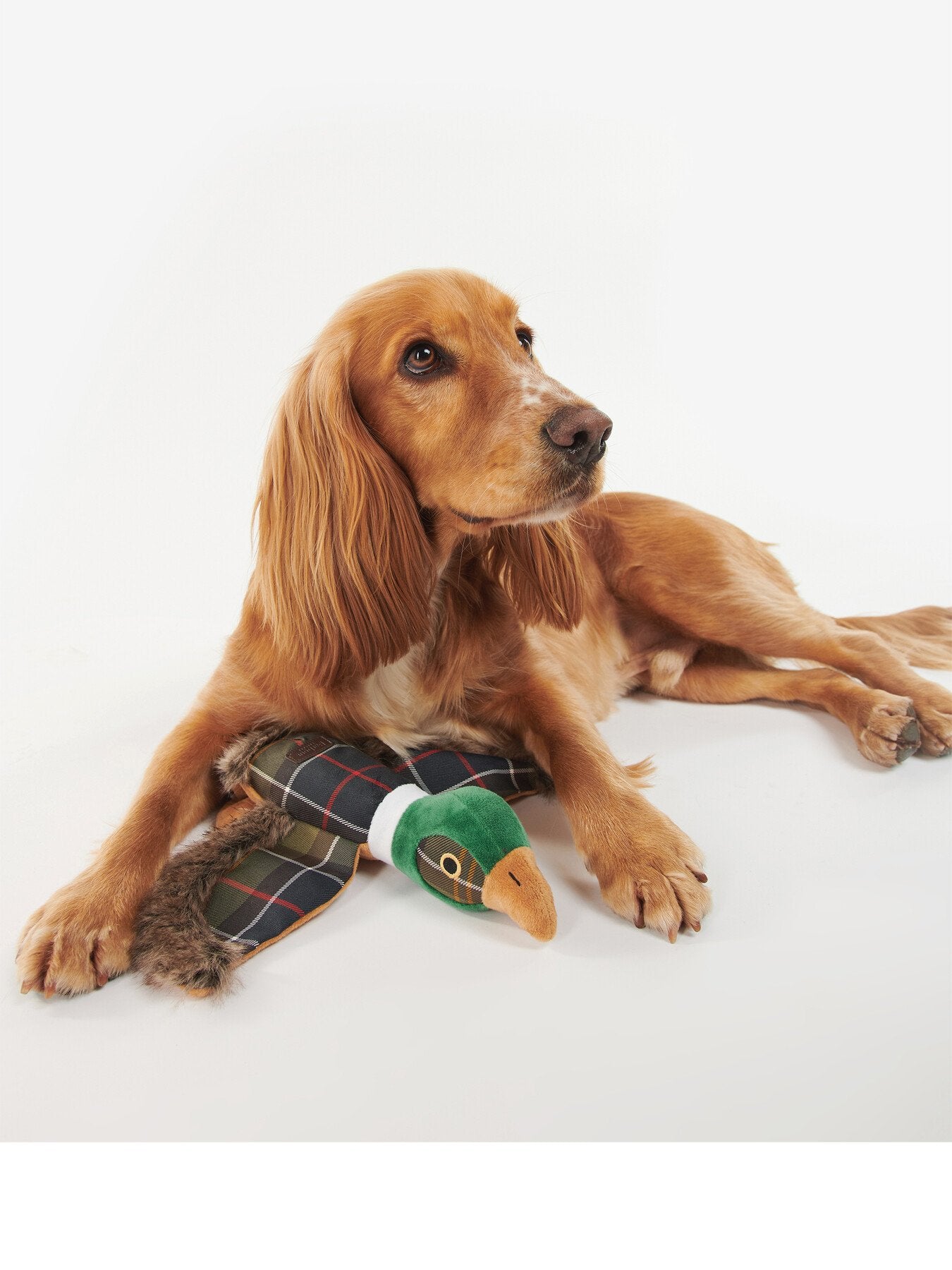 Pheasant Dog Toy