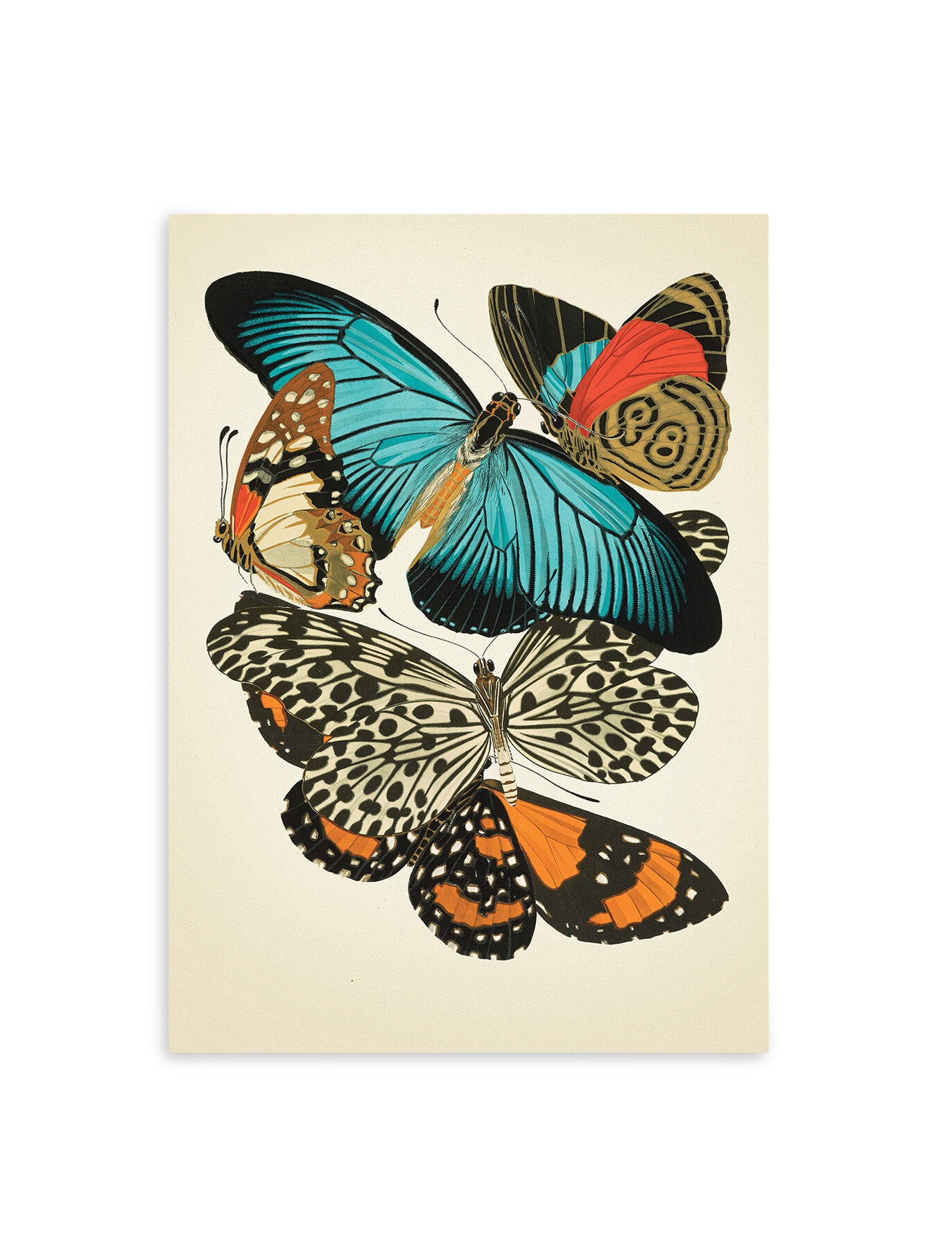 Butterfly Study II