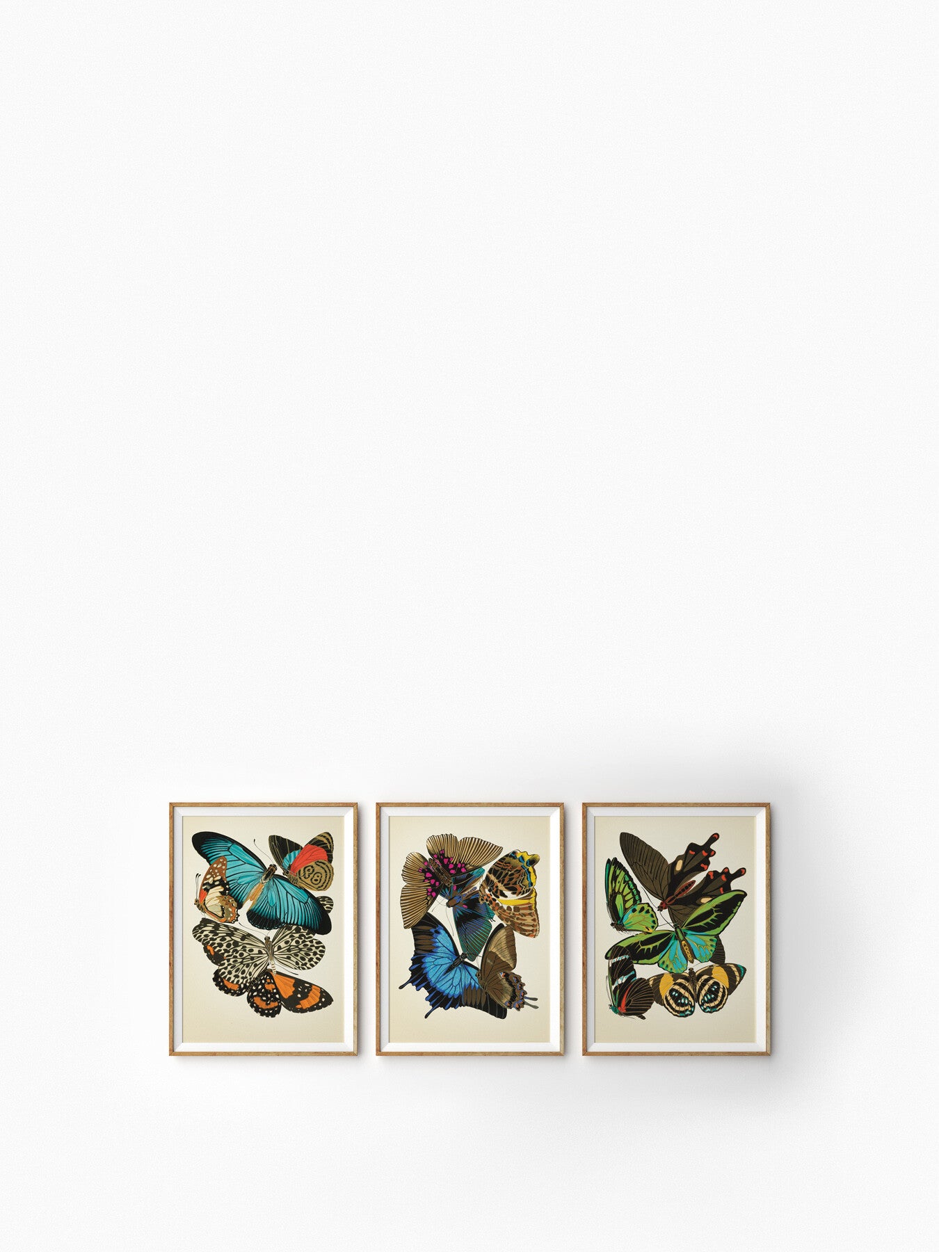 Butterfly Study II