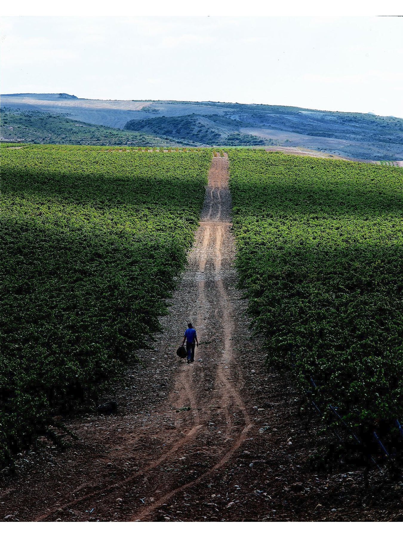 El Coto Rioja Crianza