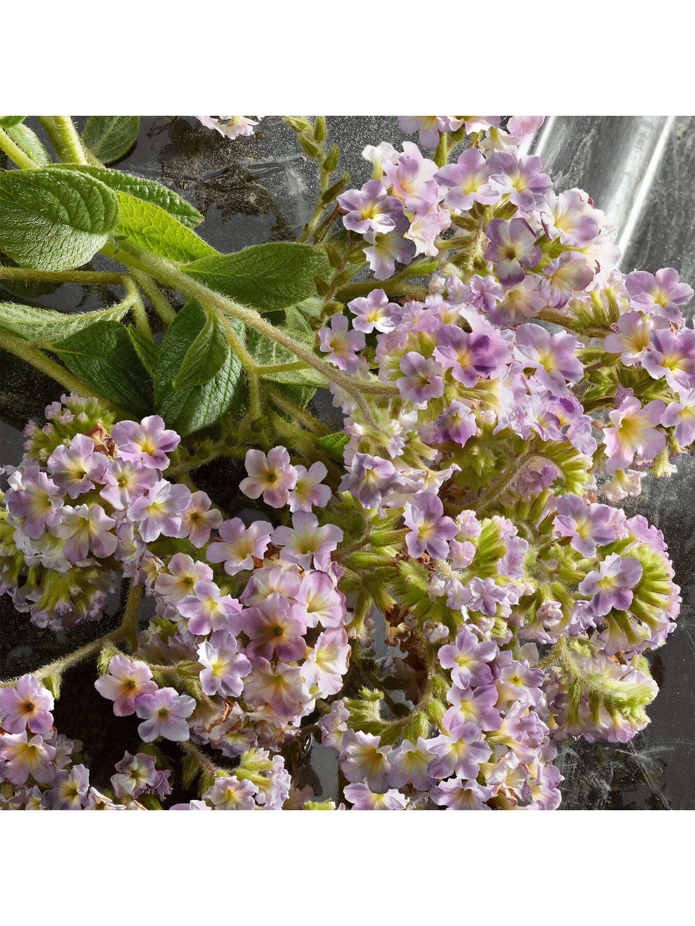 Q By Dolce&Gabbana Eau de Parfum Intense 100ml