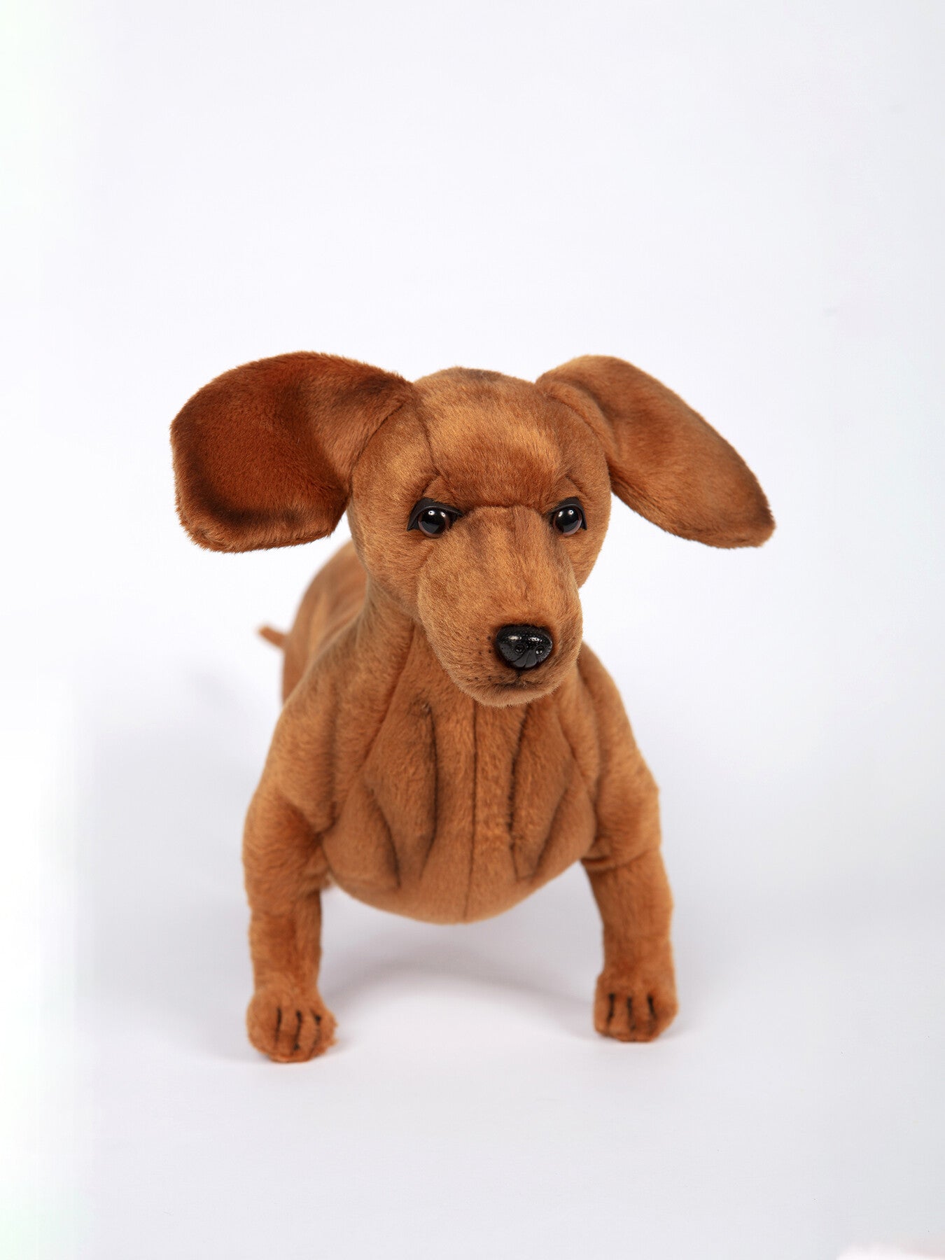 Dachshund Standing