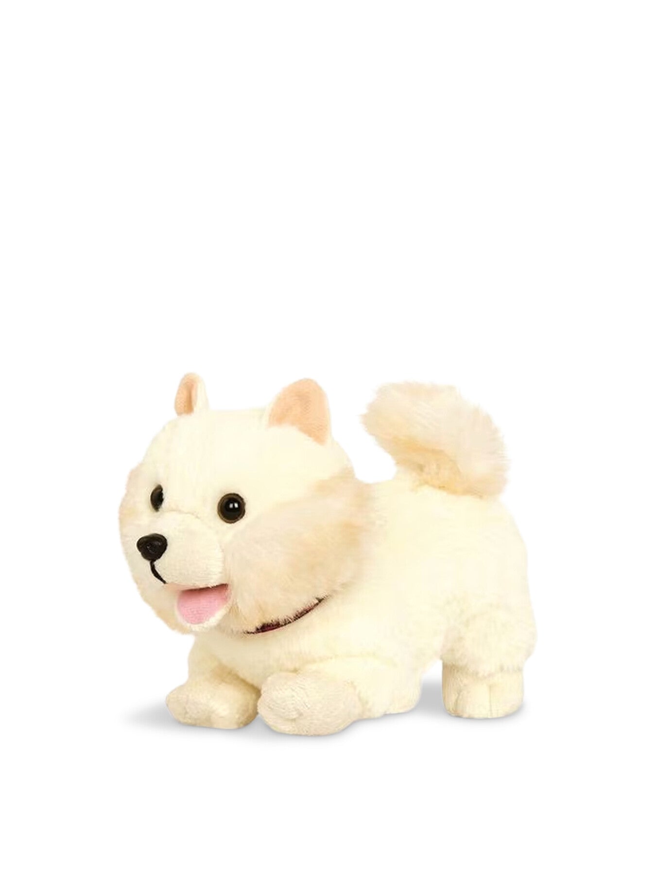 Pomeranian Puppy