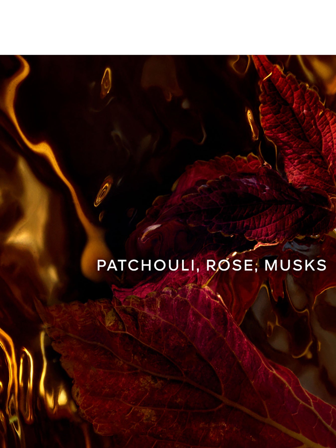 Absolus Allegoria Patchouli Ardent Eau de Parfum