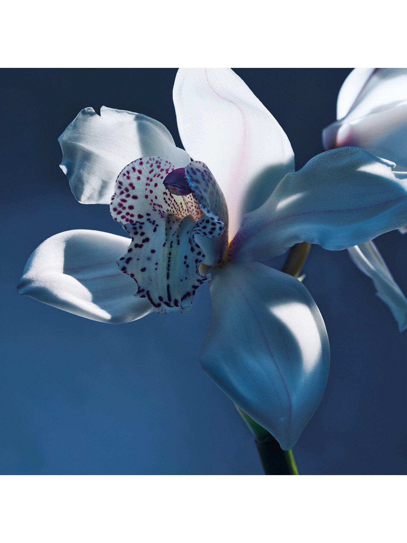 Atelier des Fleurs Orchidée de Minuit Eau de Parfum for Women 150ml