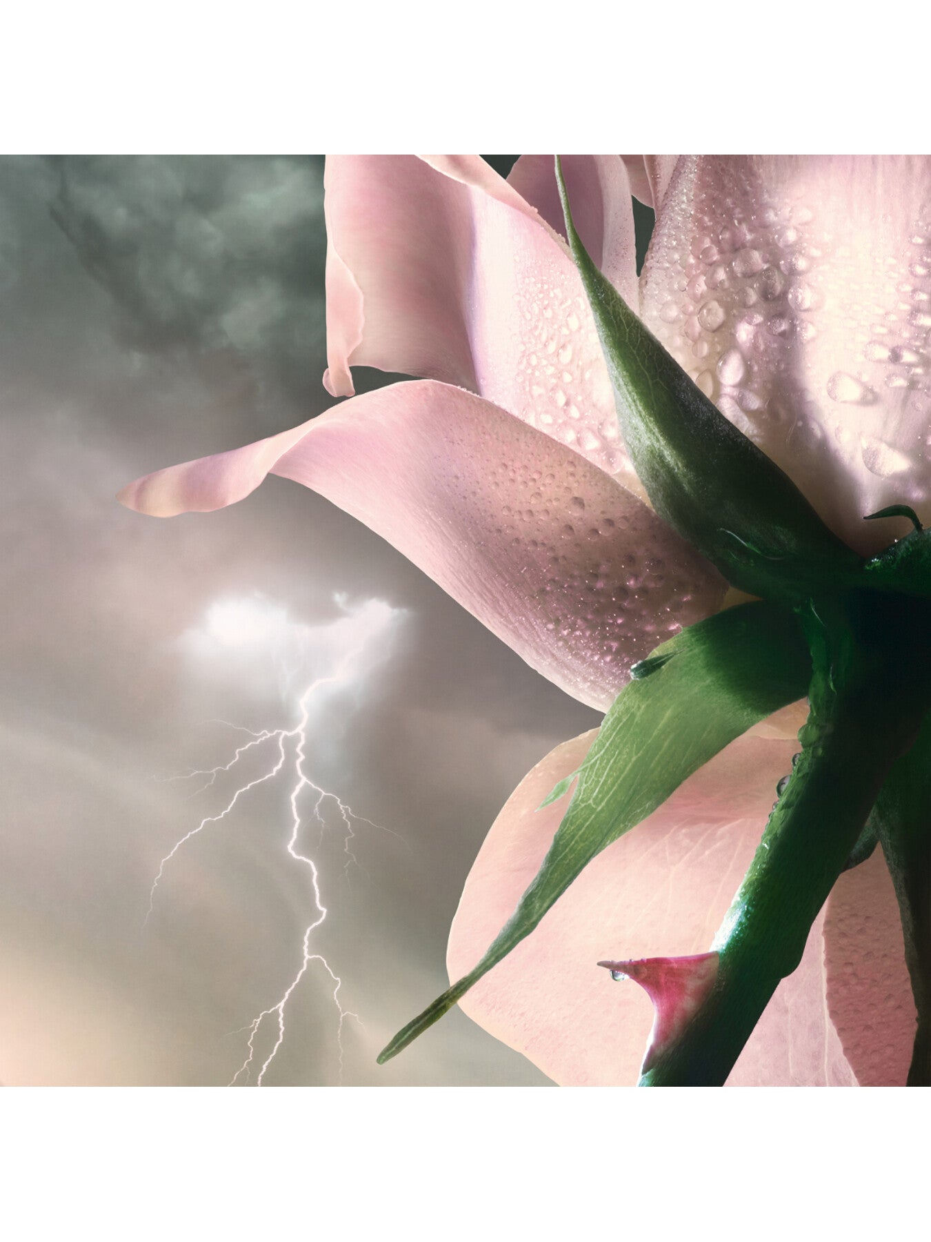 Absolue Les Parfums Storm and Roses Eau de Parfum 50ml