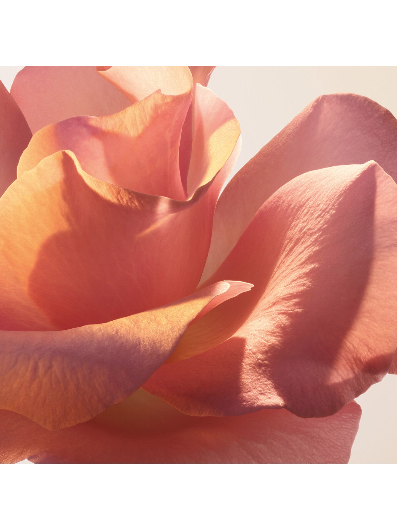 Absolue Les Parfums Le Parfum Eau de Parfum 50ml