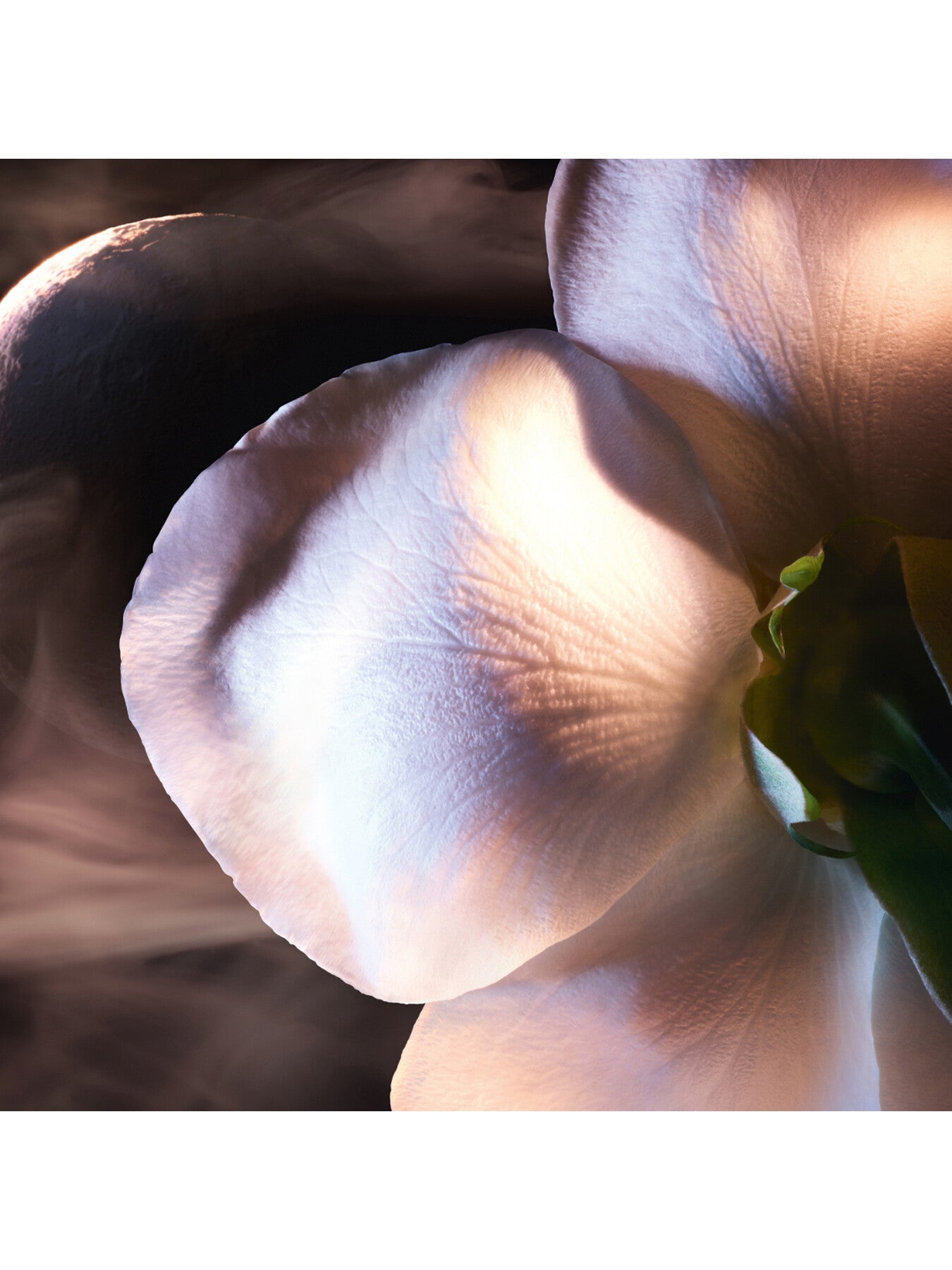 Absolue Les Parfums Rose On The Moon Eau de Parfum 50ml