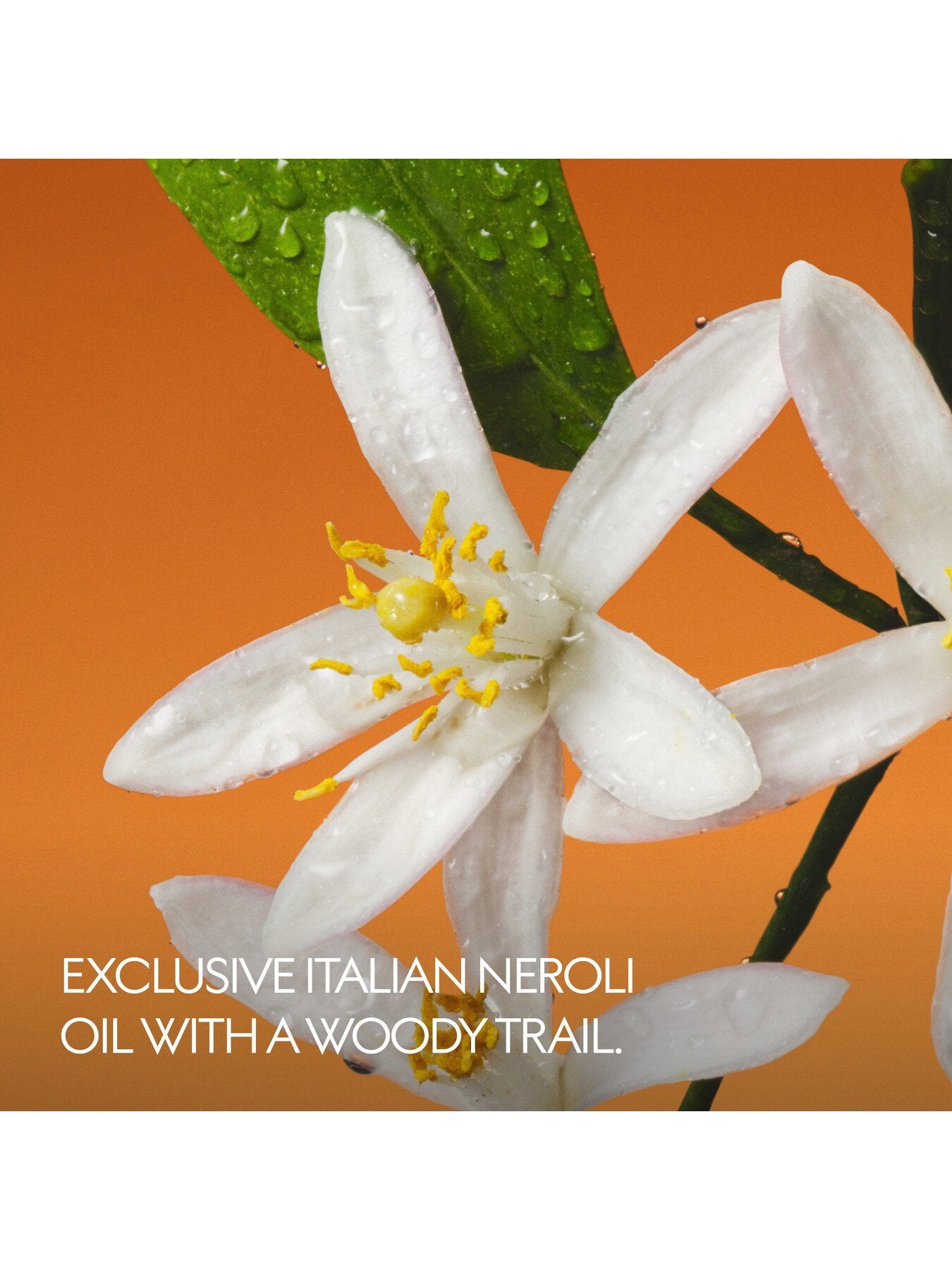 The Alchemist's Garden Fiori di Neroli Eau de Parfum 50ml