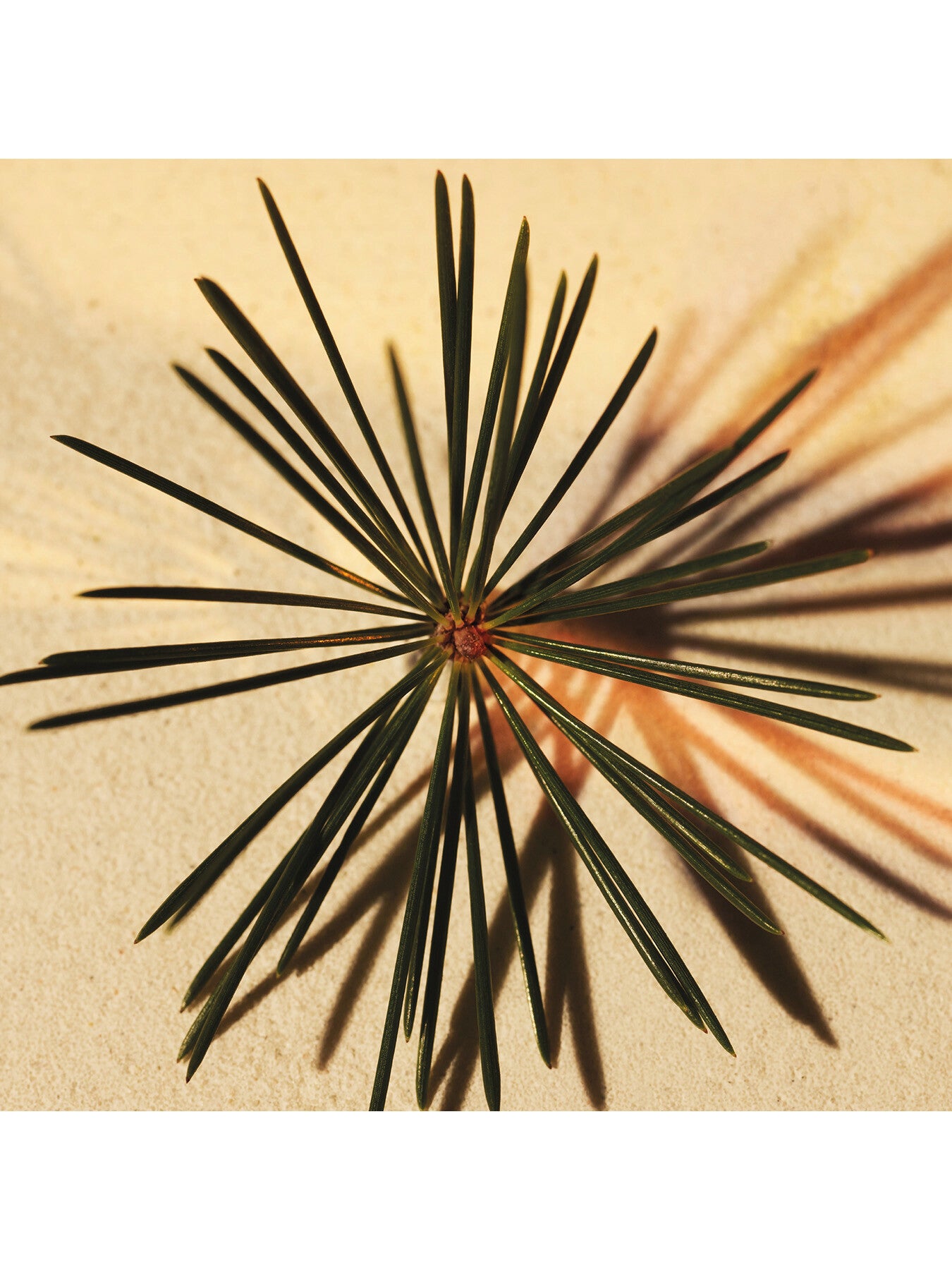 Atelier des Fleurs Cedrus Intense Eau de Parfum 150ml