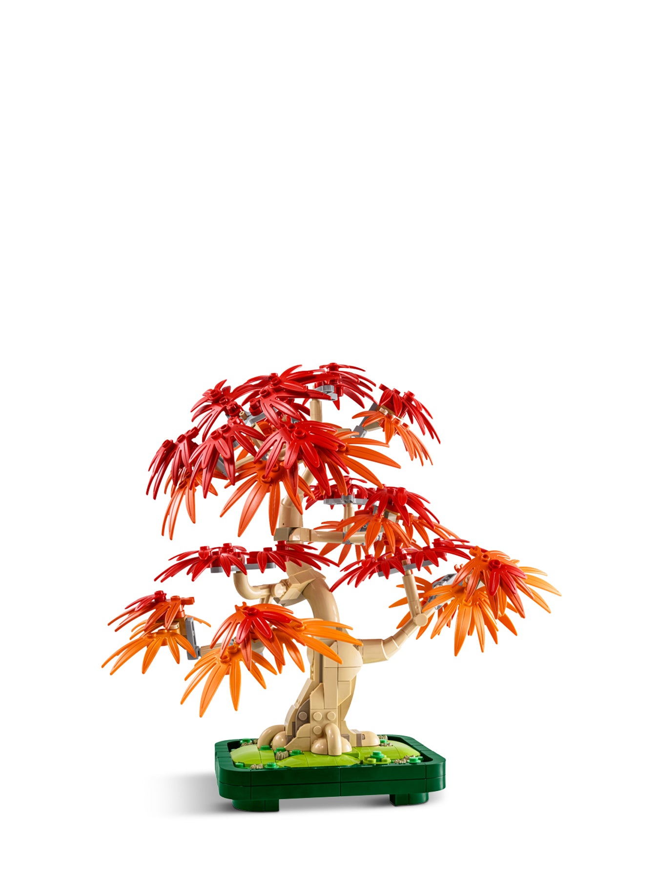 Japanese Red Maple Bonsai Tree 10348