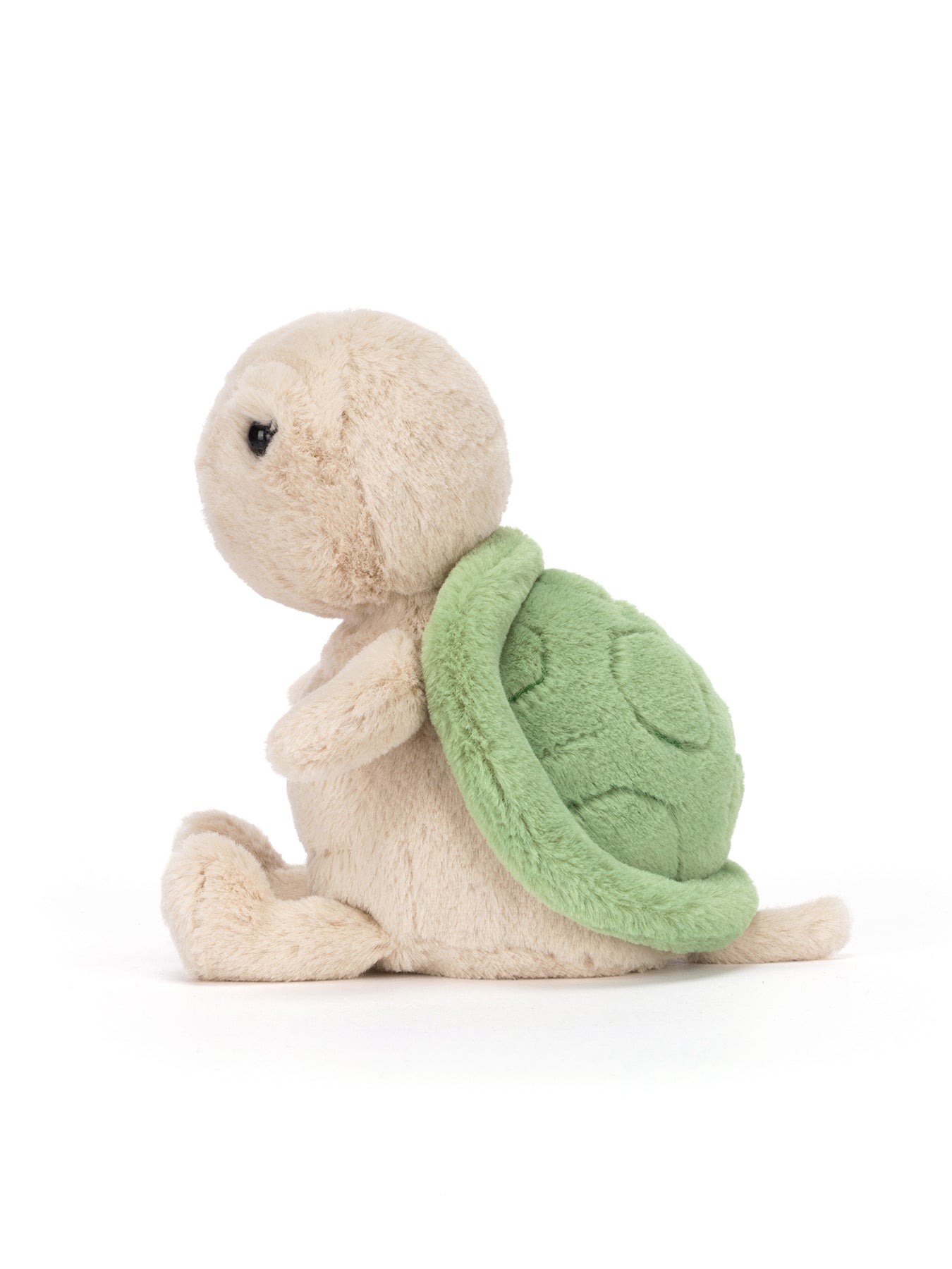 Thimble Turtle