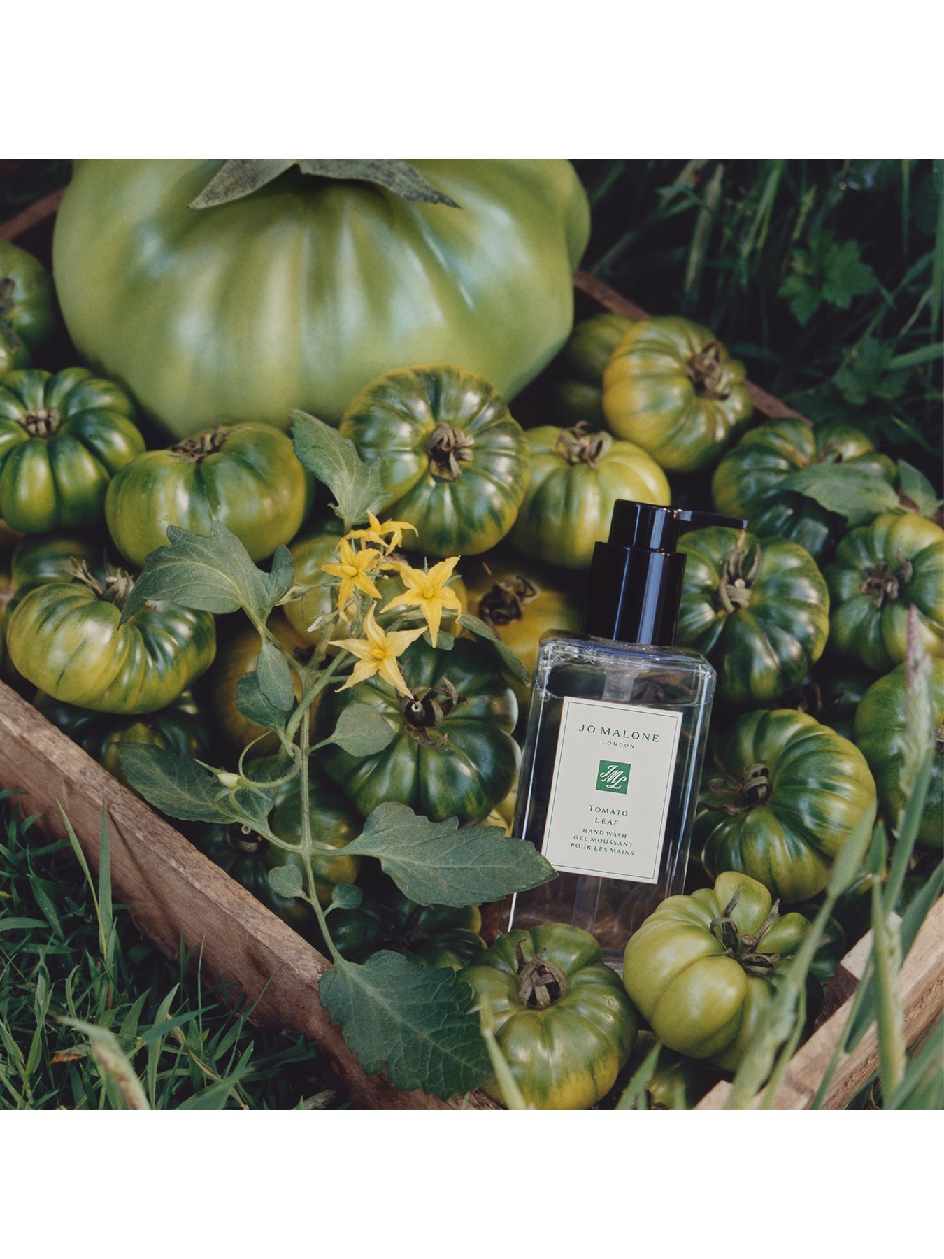 Tomato Leaf Hand Wash 250ml
