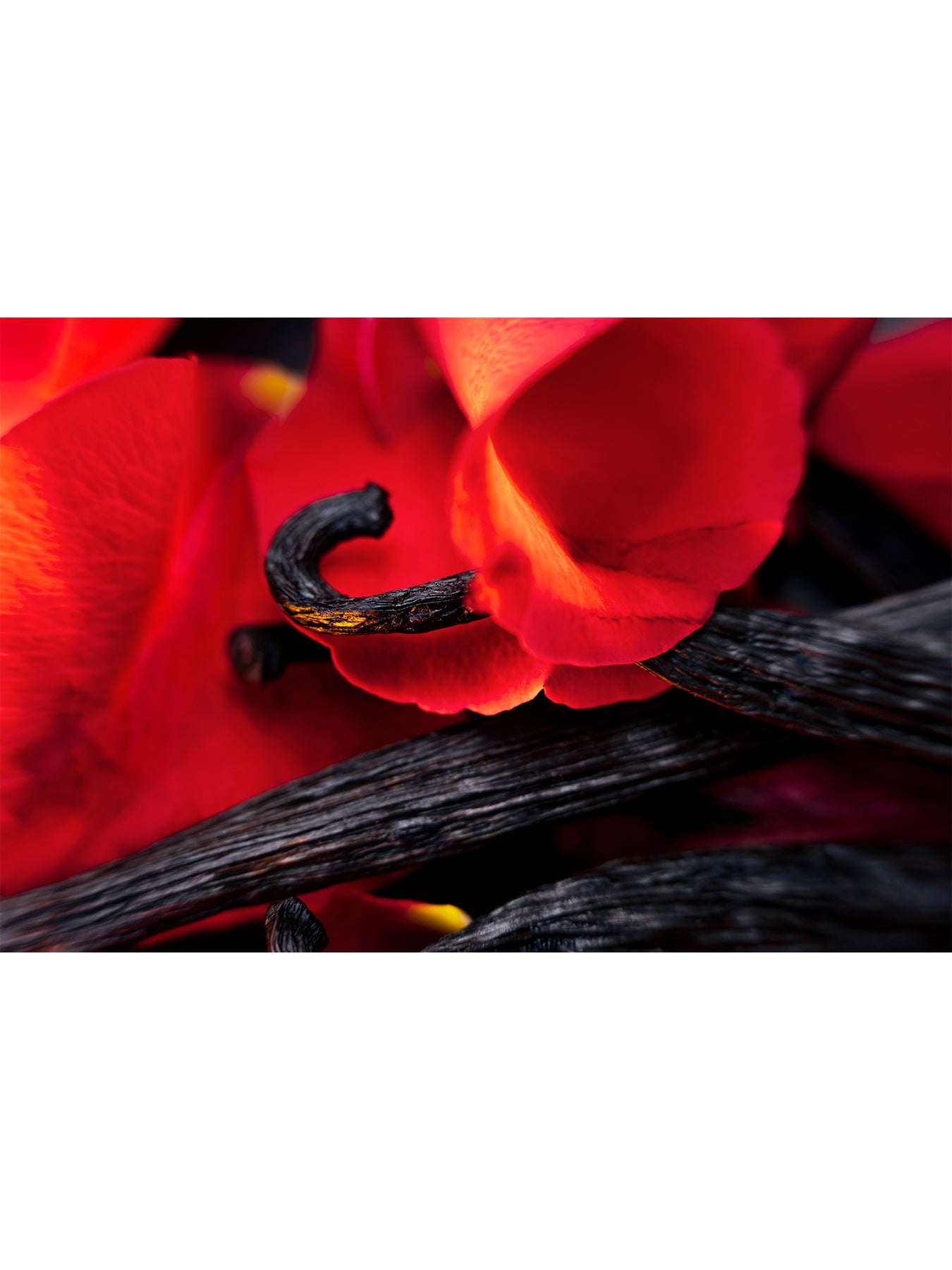Hibiscus Mahajad Extrait De Parfum