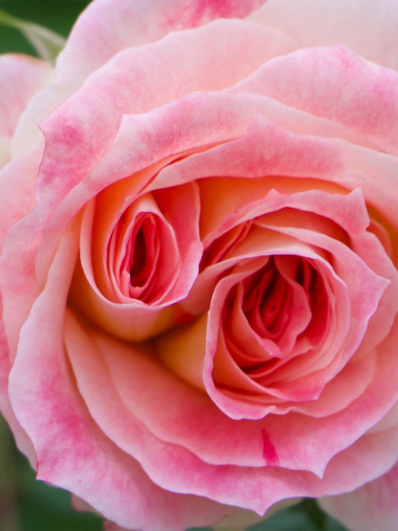 Rose Saltifolia Eau De Parfum
