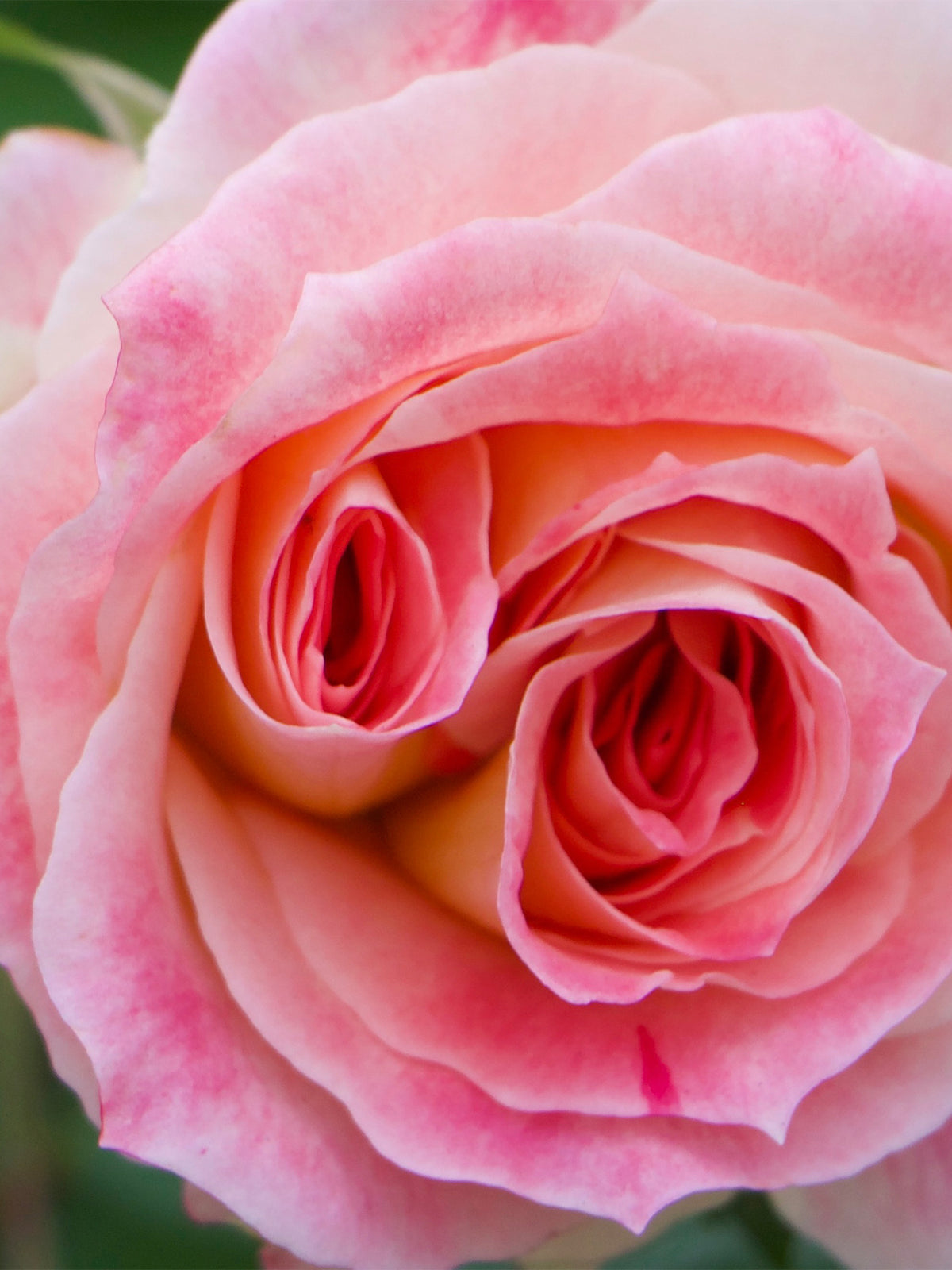 Rose Saltifolia Eau De Parfum