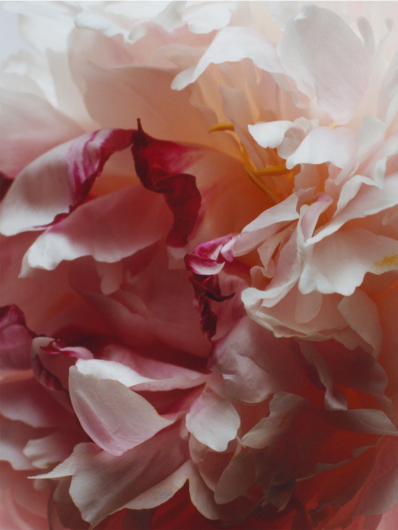 Peony & Blush Suede Diffuser Refill 165ml