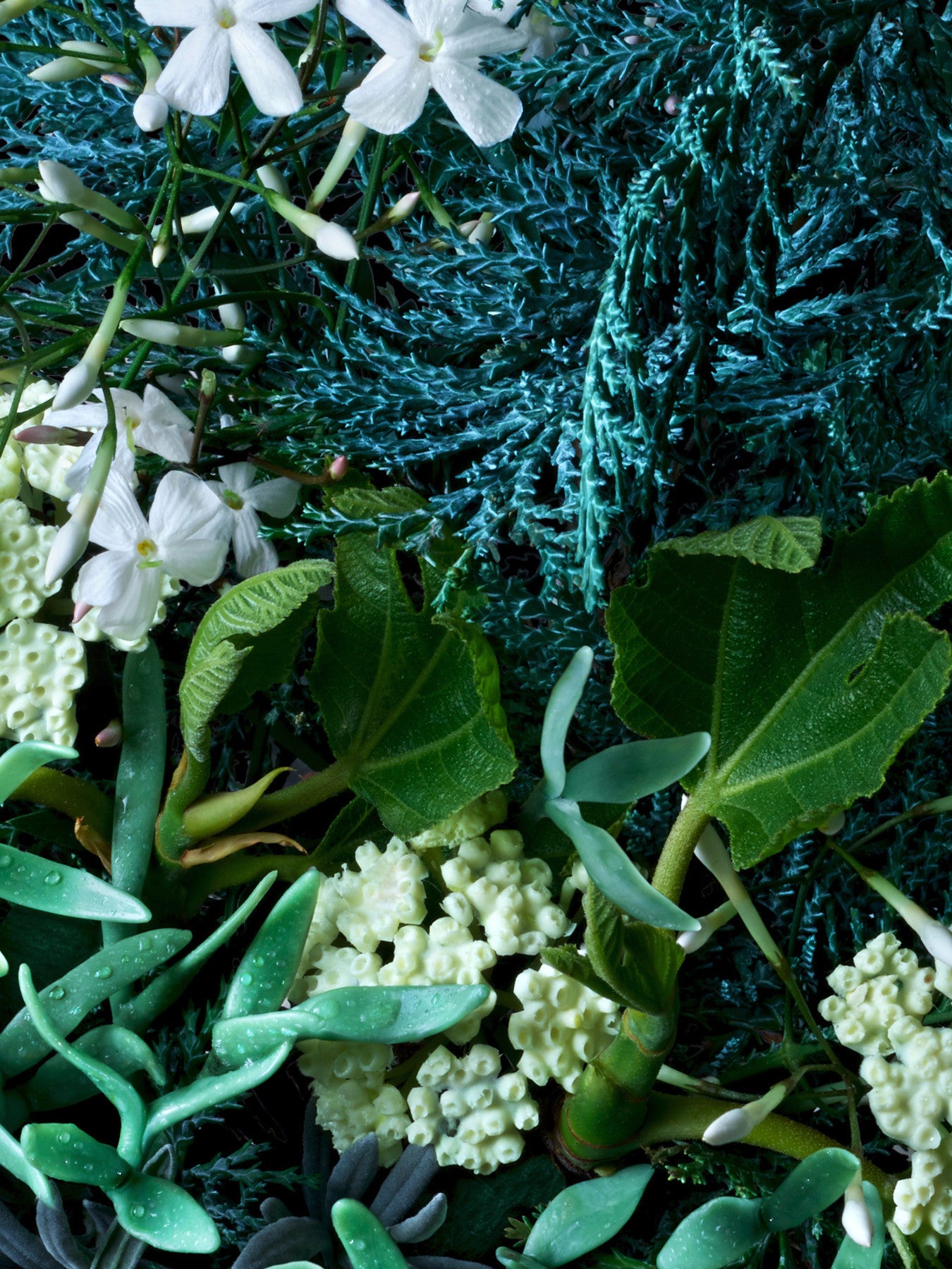 Coastal Cypress Sea Fennel Deodorant 150ml