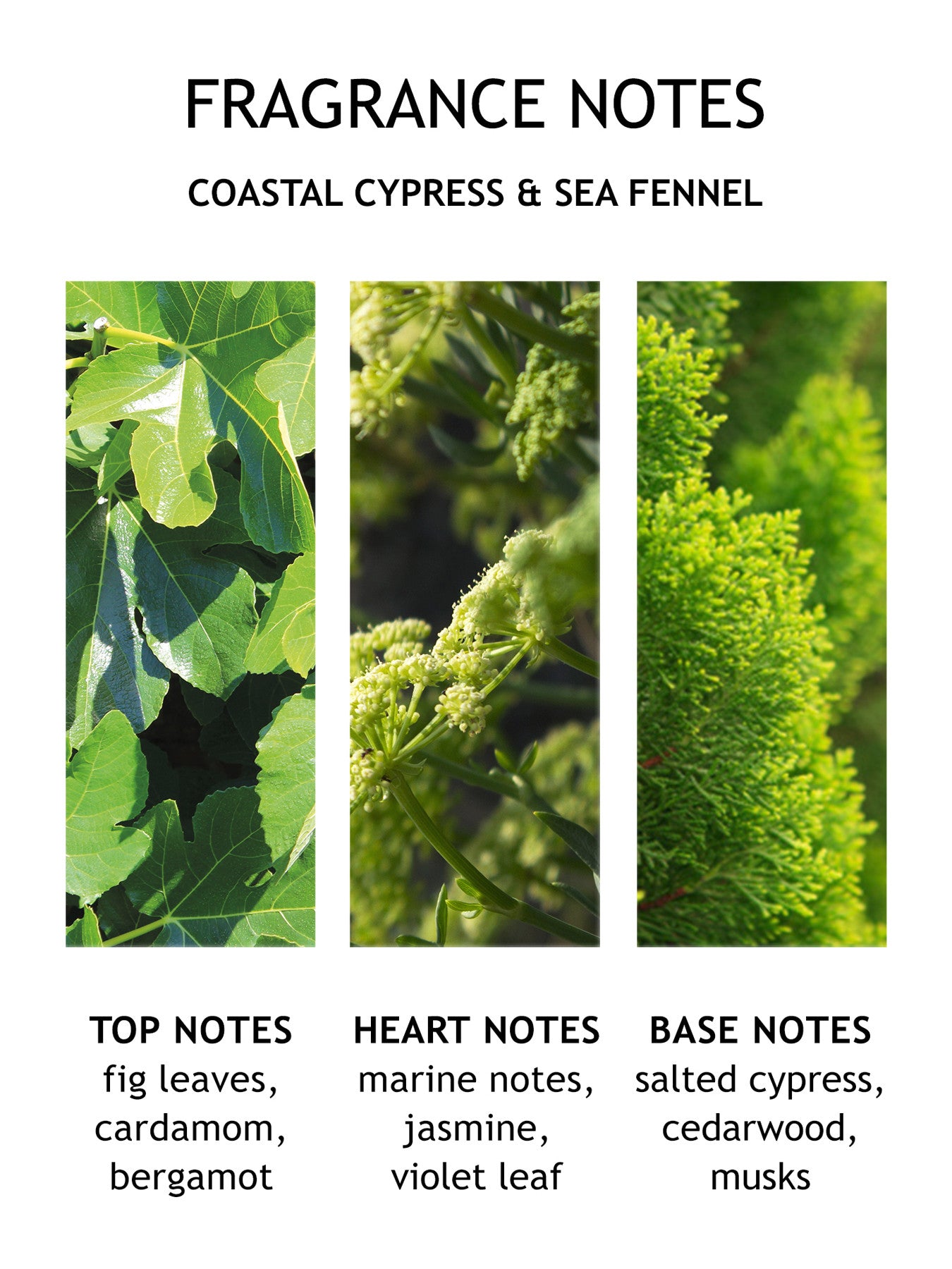 Coastal Cypress Sea Fennel Body Lotion 300ml