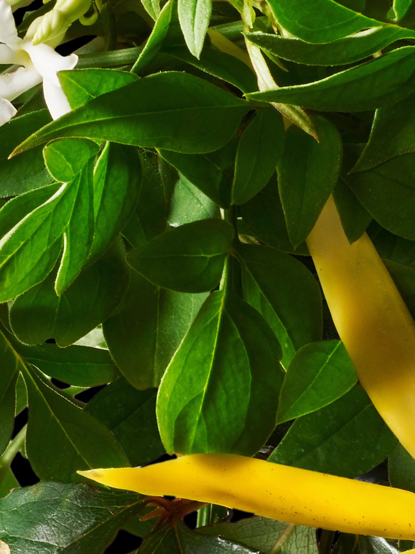 Relaxing Ylang-Ylang Bath Shower Gel 300ml