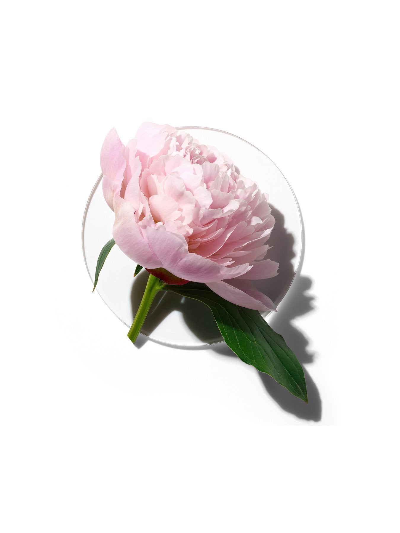 My Happy Poeny Picnic Eau de Toilette 15 ml