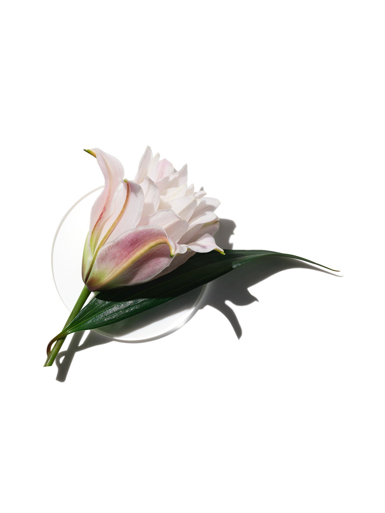 My Happy Lily of the Beach Eau de Toilette 15 ml