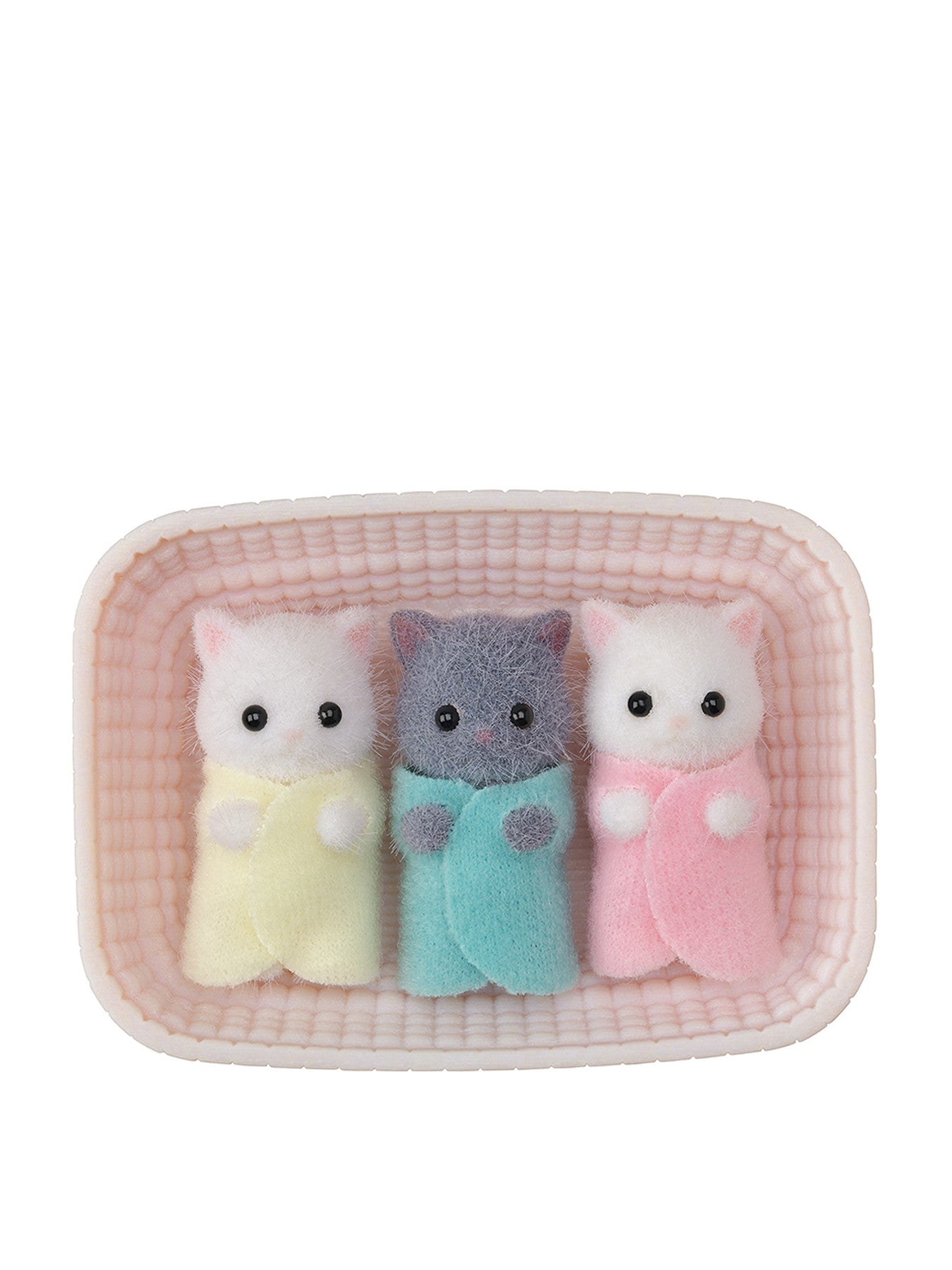 Persian Cat Triplets