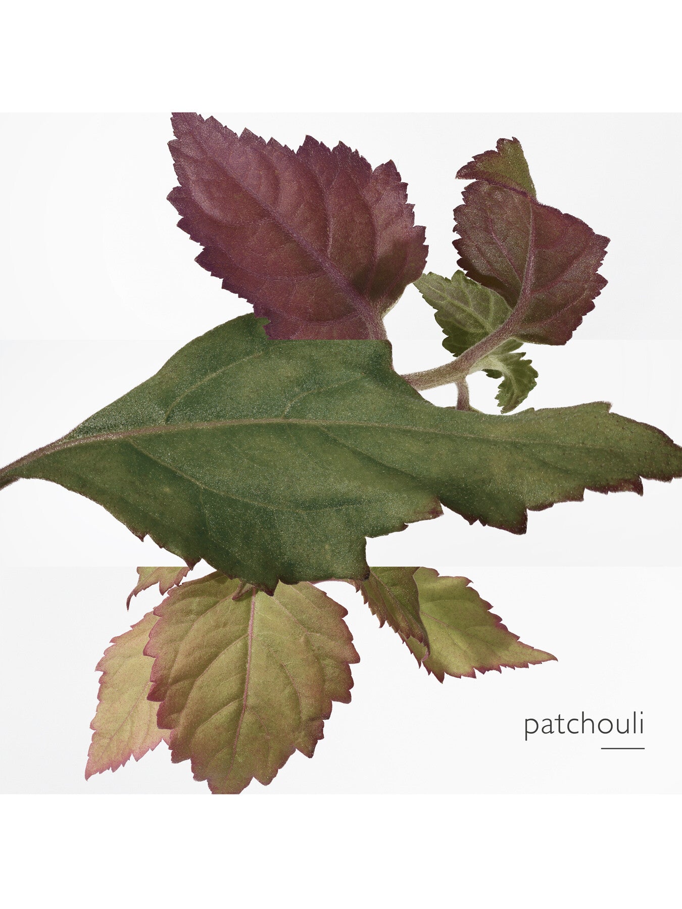 Elixir des Merveilles Eau de Parfum 100ml