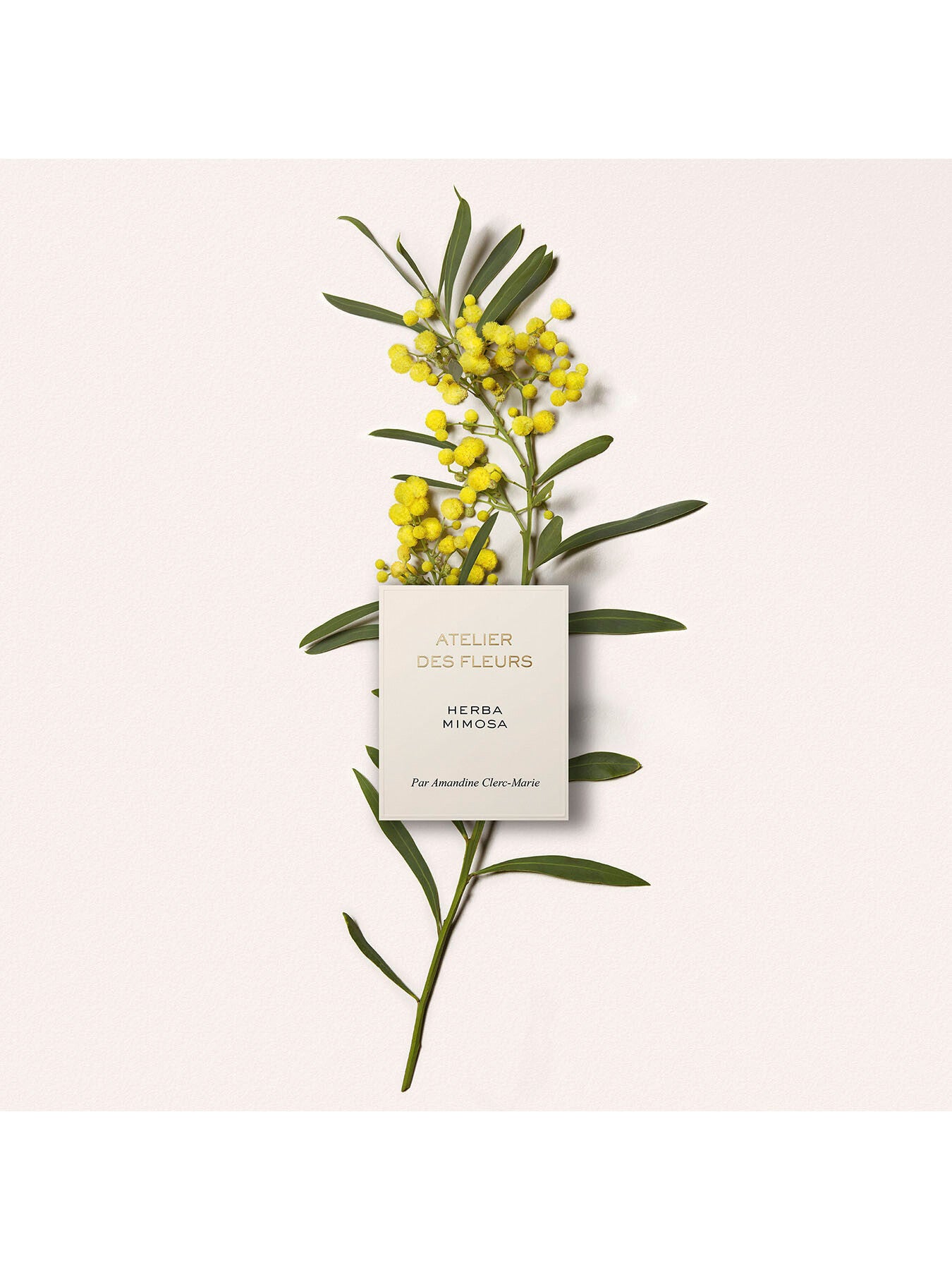 Atelier Des Fleurs Herba Mimosa Eau de Parfum 50ml