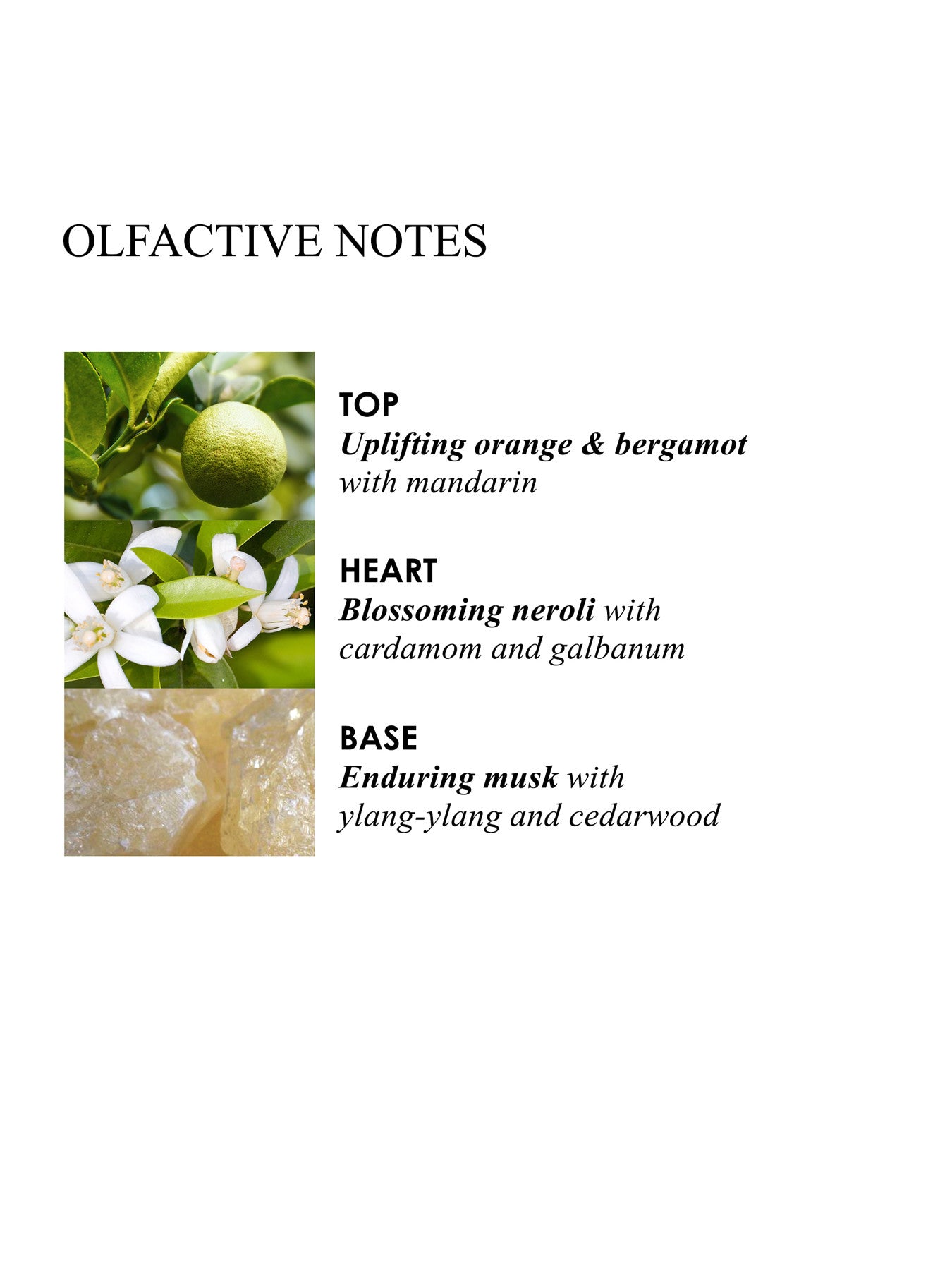 Orange Bergamot Aroma Reeds Refill 150ml