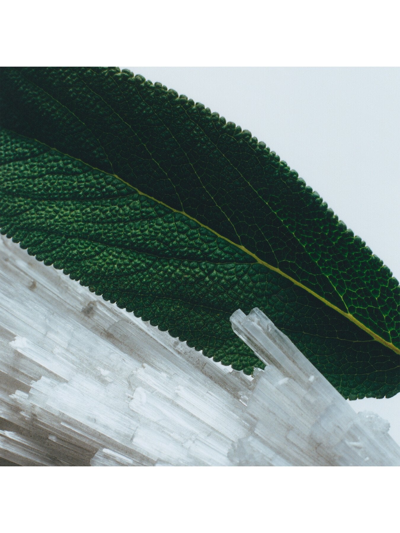 Wood Sage and Sea Salt Cologne 100ml