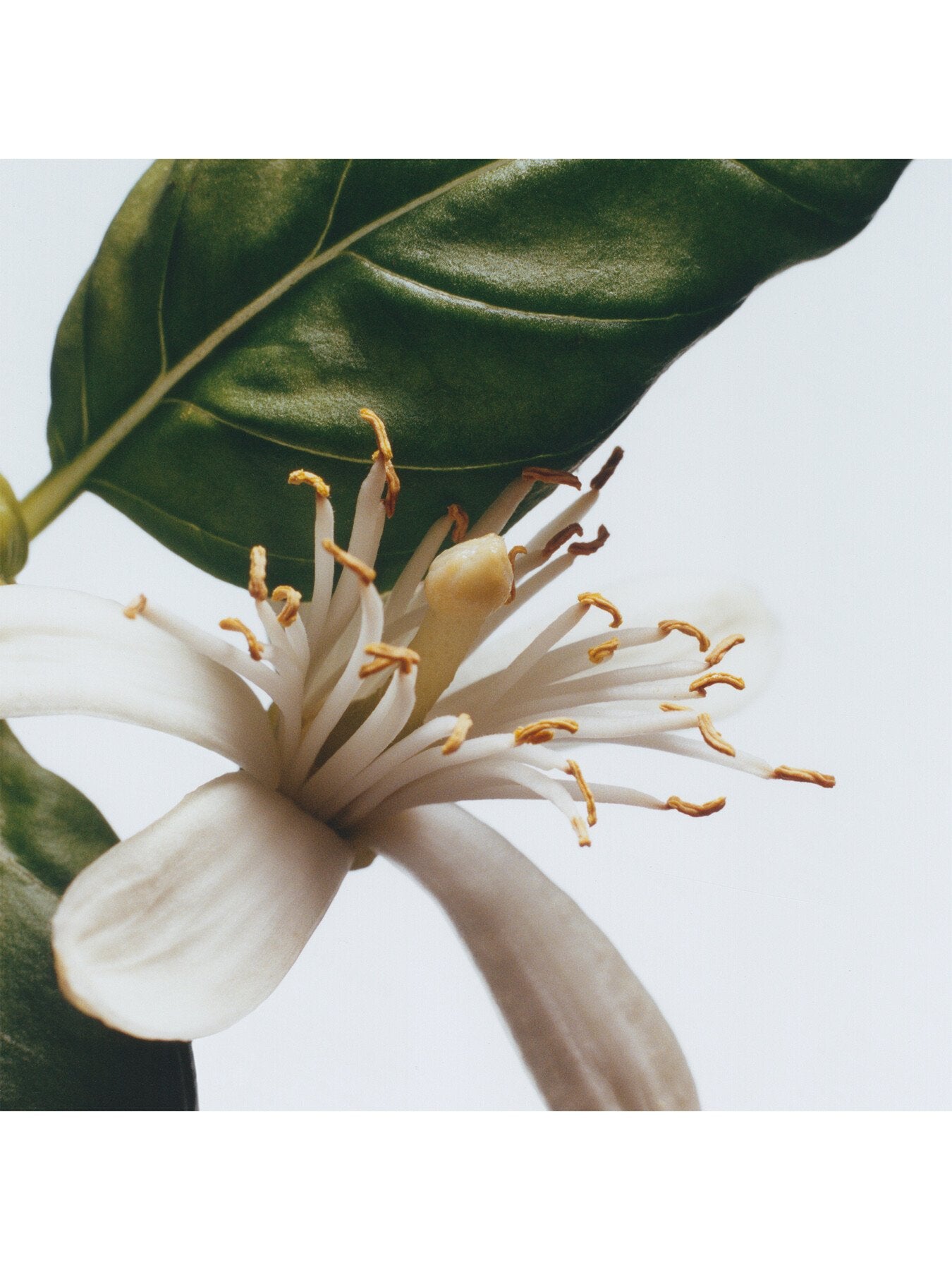 Basil and Neroli Cologne 100ml